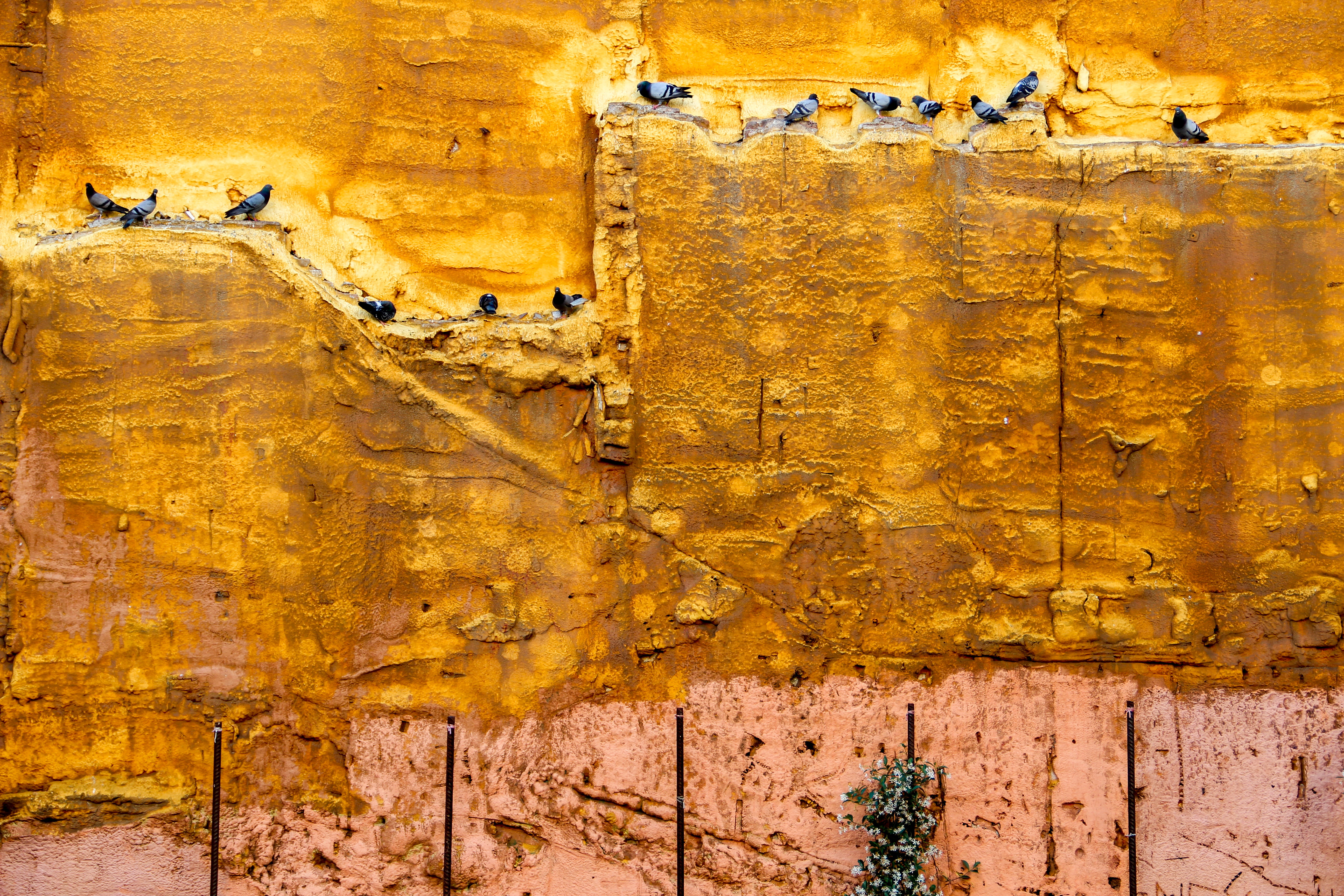 wall - building feature, barri gòtic, architecture, multi colored, textured, barcelona, old, day, damaged, urban, pigeon, elisava, nature, outdoors, built structure, HD Wallpaper
