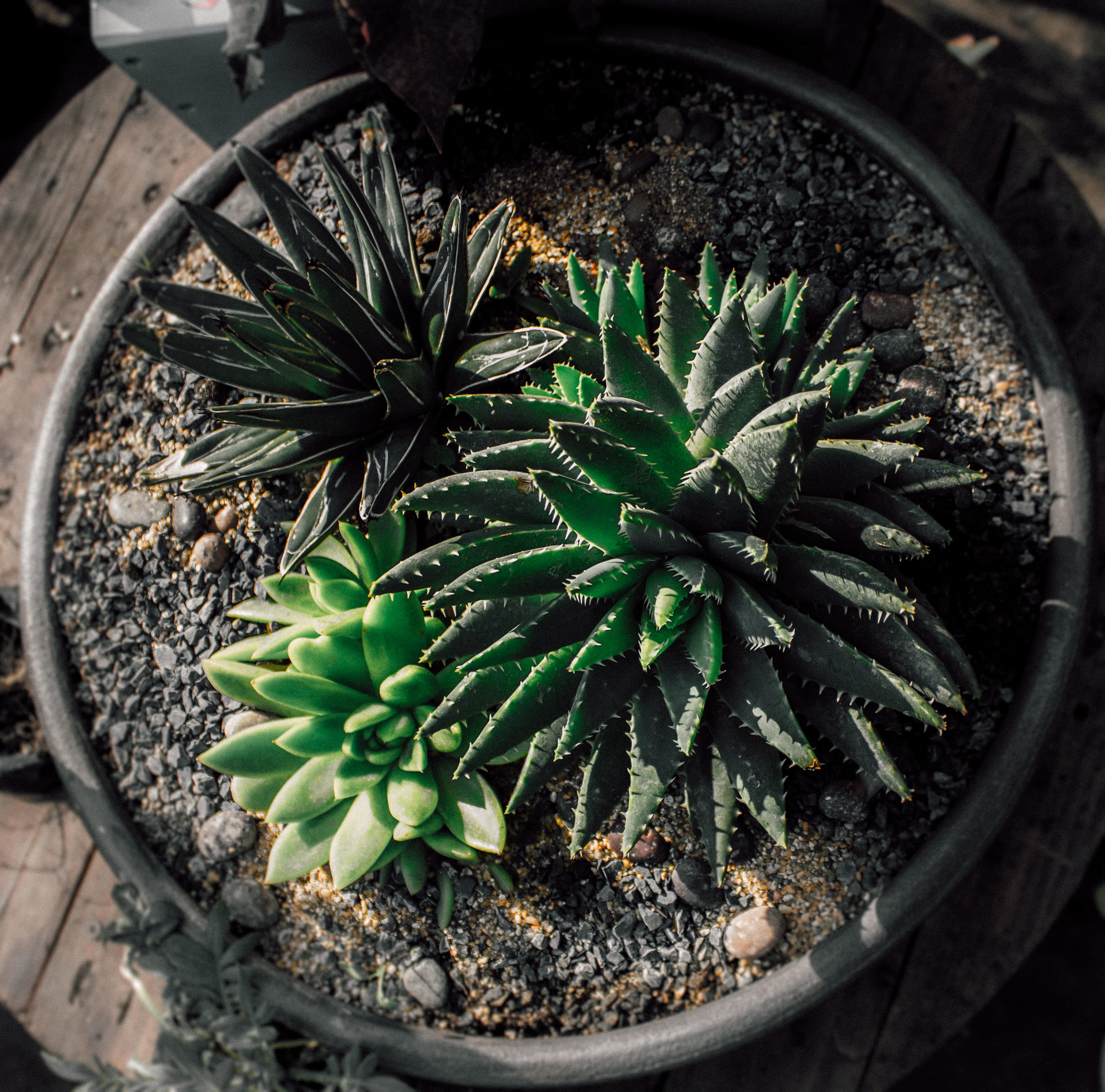 wheel, plant, green color, succulent plant, potted plant, healthcare and medicine, land, directly above, close-up, dirt, day, outdoors, plant part, cactus, HD Wallpaper