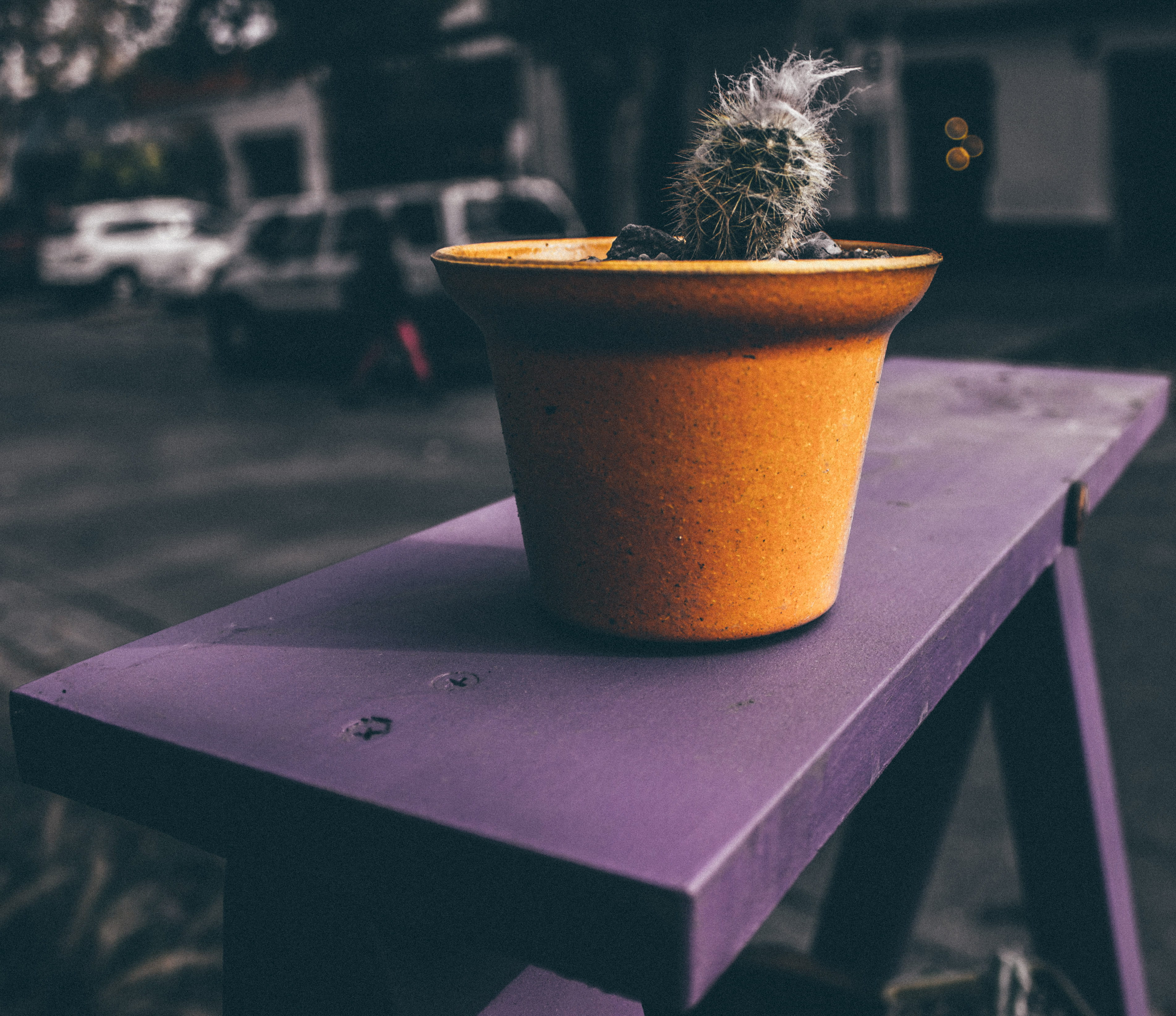 close-up, refreshment, cactus, coffee, still life, outdoors, nature, table, barrio italia, potted plant, food and drink, freshness, 2K, growth, focus on foreground, HD Wallpaper