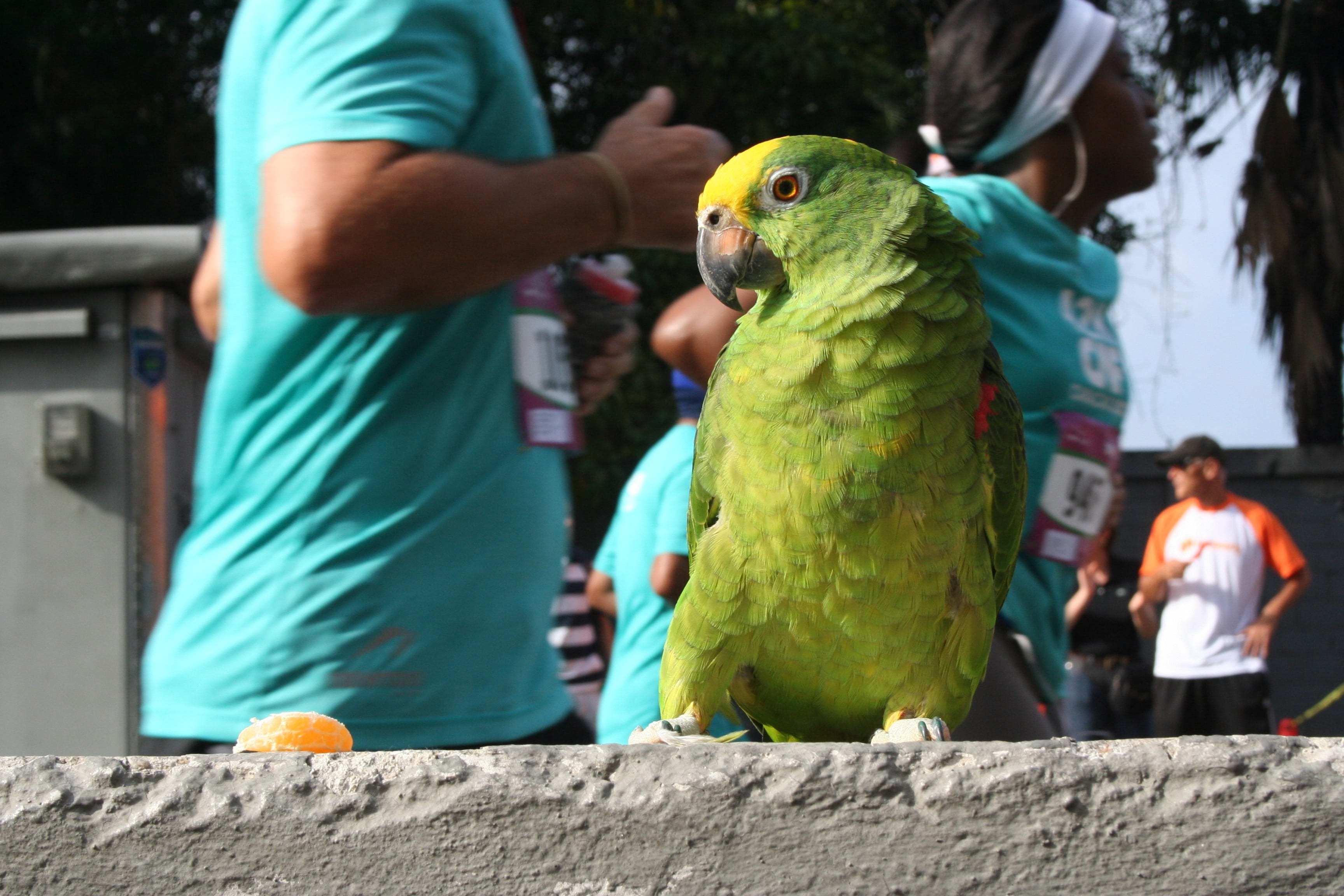 animal wildlife, 2K, outdoors, men, holding, caracas, focus on foreground, parrot, bird, parakeet, city, cityscape, america, green color, venezuela, one animal, HD Wallpaper