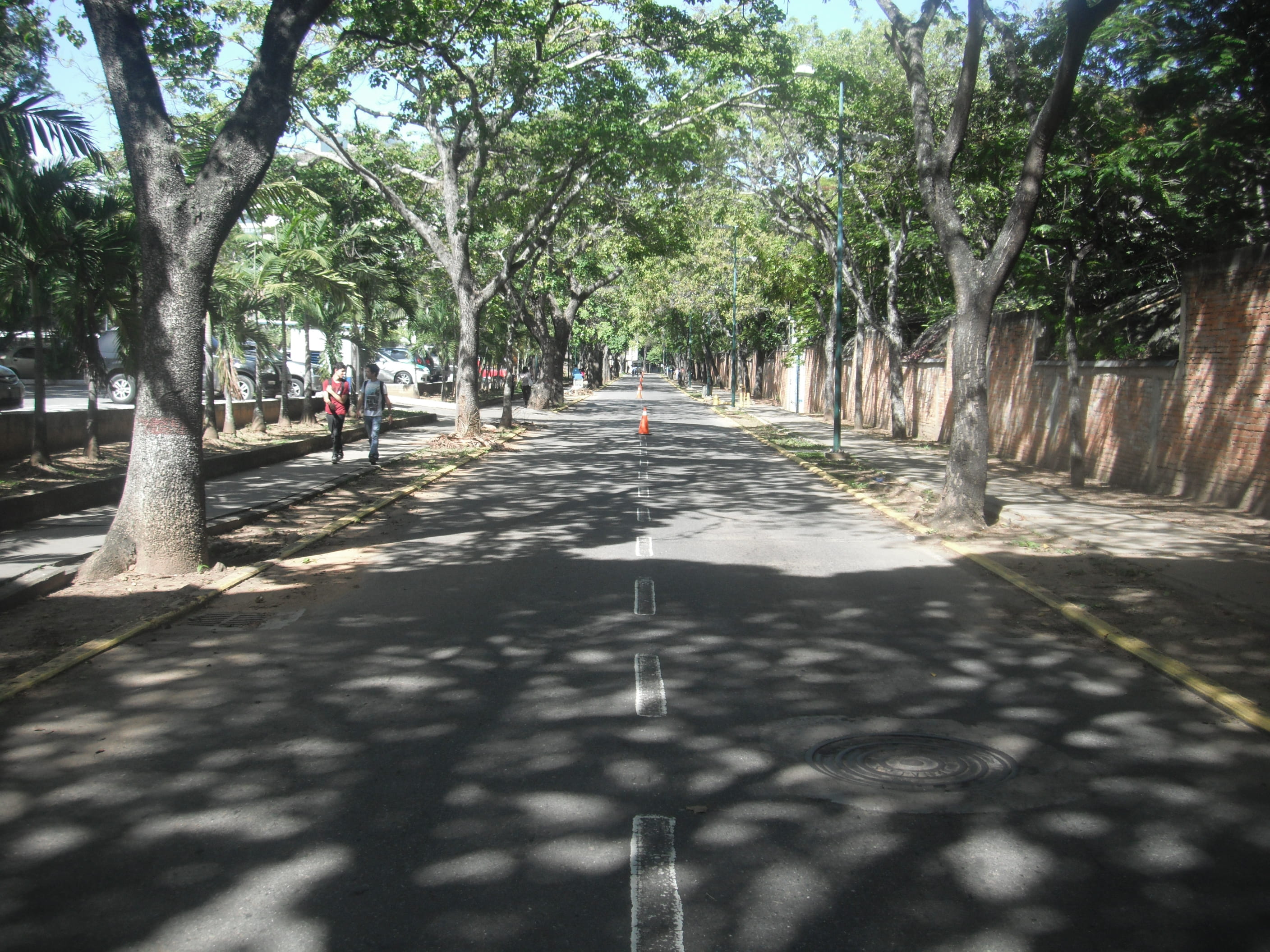 road, direction, plant, shadow, tree, caracas, central university of venezuela, growth, transportation, venezuela, treelined, the way forward, outdoors, HD Wallpaper