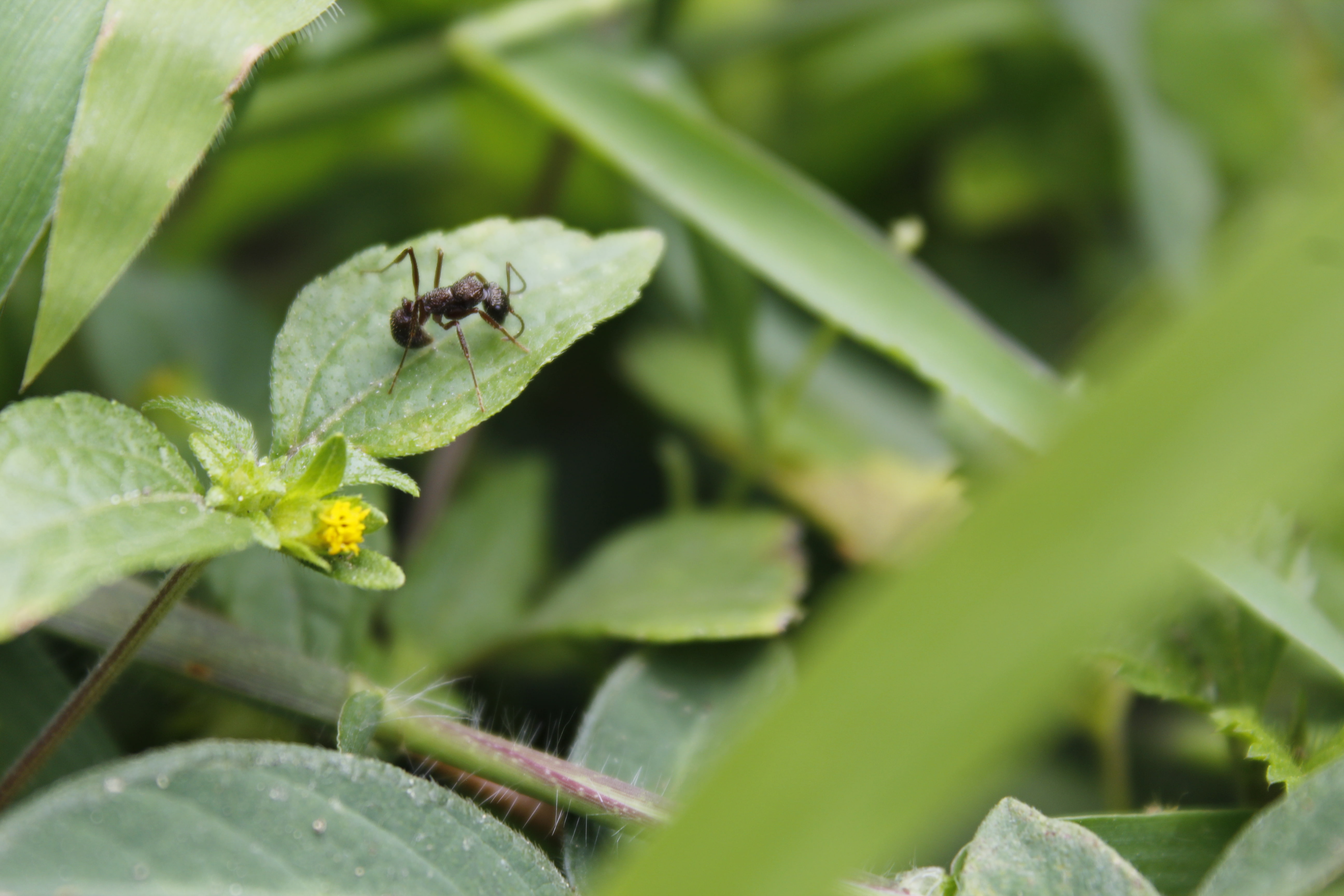 day, plant, salto de tequendama, leaf, animals in the wild, 5K, insect, outdoors, one animal, growth, animal, no people, close-up, flower, green color, HD Wallpaper