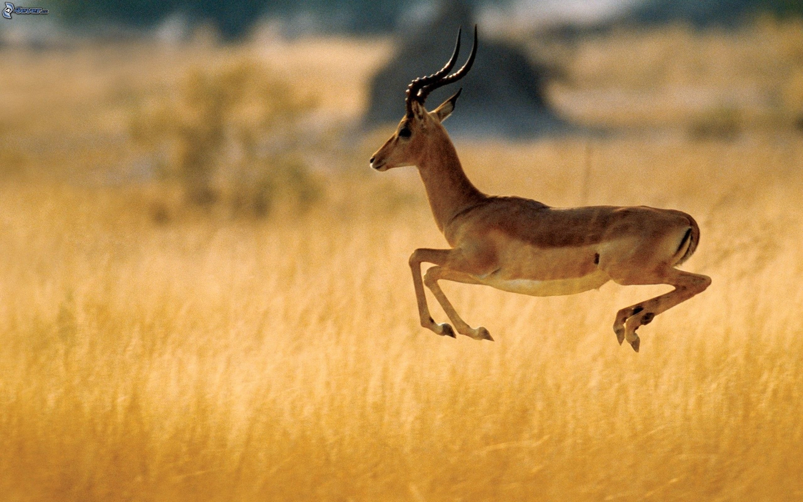full length, gacela, land, field, animal themes, animal, deer, side view, Salto, running, mammal, herbivorous, vertebrate, outdoors, day, animal wildlife, HD Wallpaper
