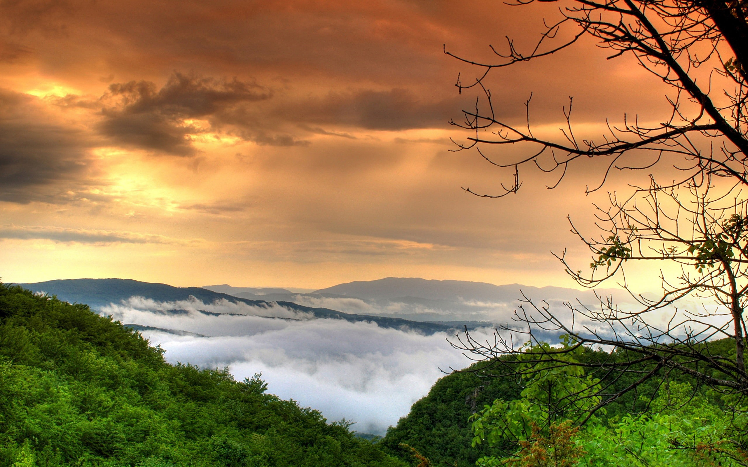 cloud - sky, scenery, orange color, idyllic, green, leafed, sky, 2K, plant, no people, mountain range, tranquility, branch, tranquil scene, HD Wallpaper
