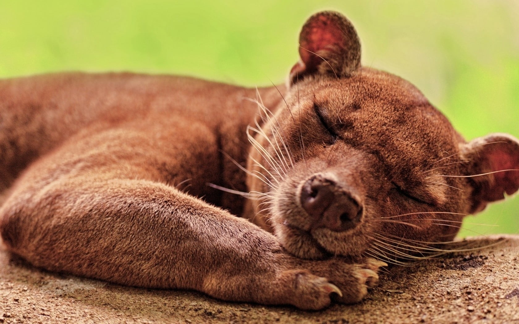 napping, small, animal body part, lying Down, pets, nature, wildlife, animal wildlife, resting, animal, looking, focus on foreground, brown, close-up, cub, HD Wallpaper