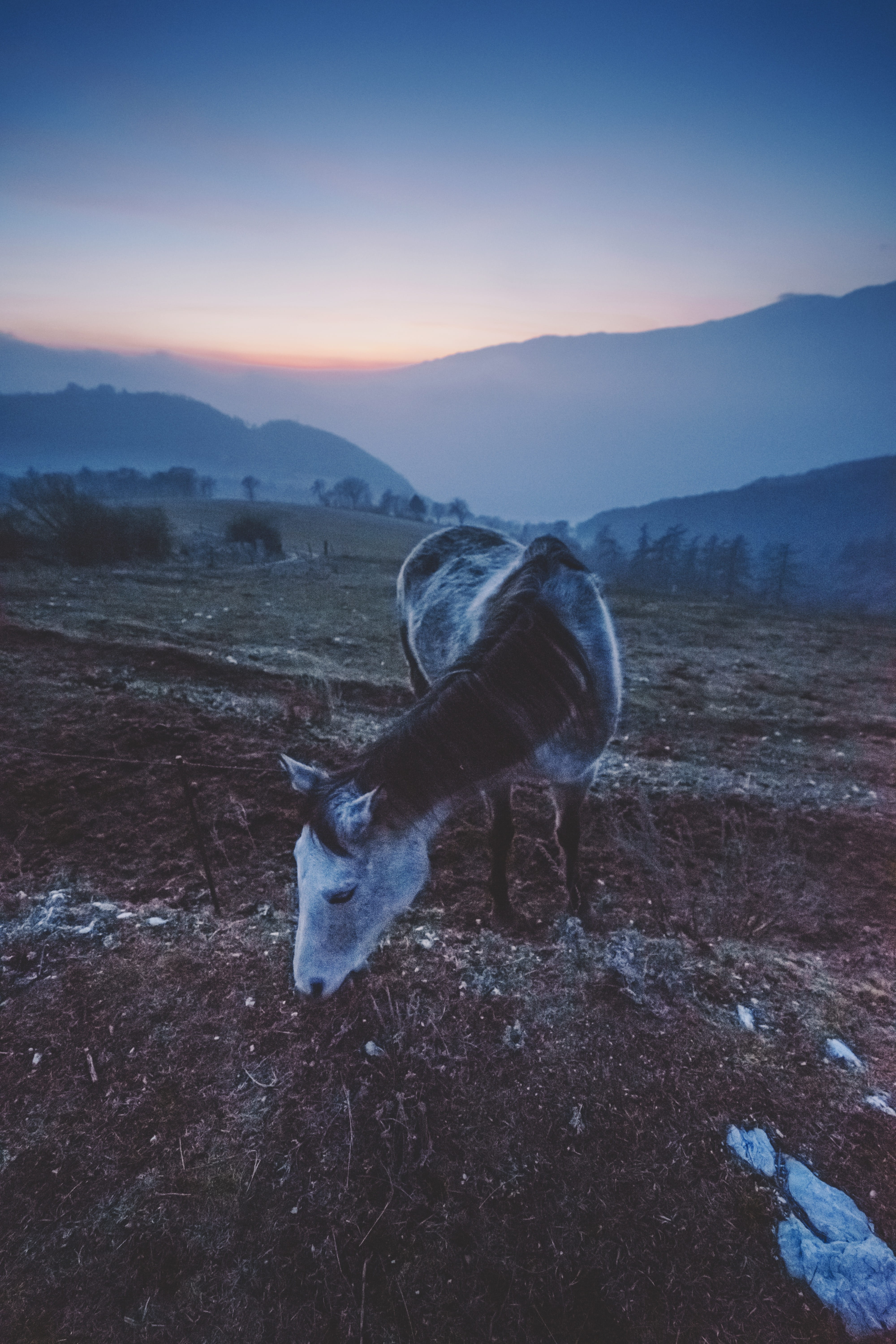 sunset, fosse, animal wildlife, no people, field, environment, one animal, land, sky, italy, nature, blue hour, pets, mountain, 5K, beauty in nature, domestic, Phone HD Wallpaper