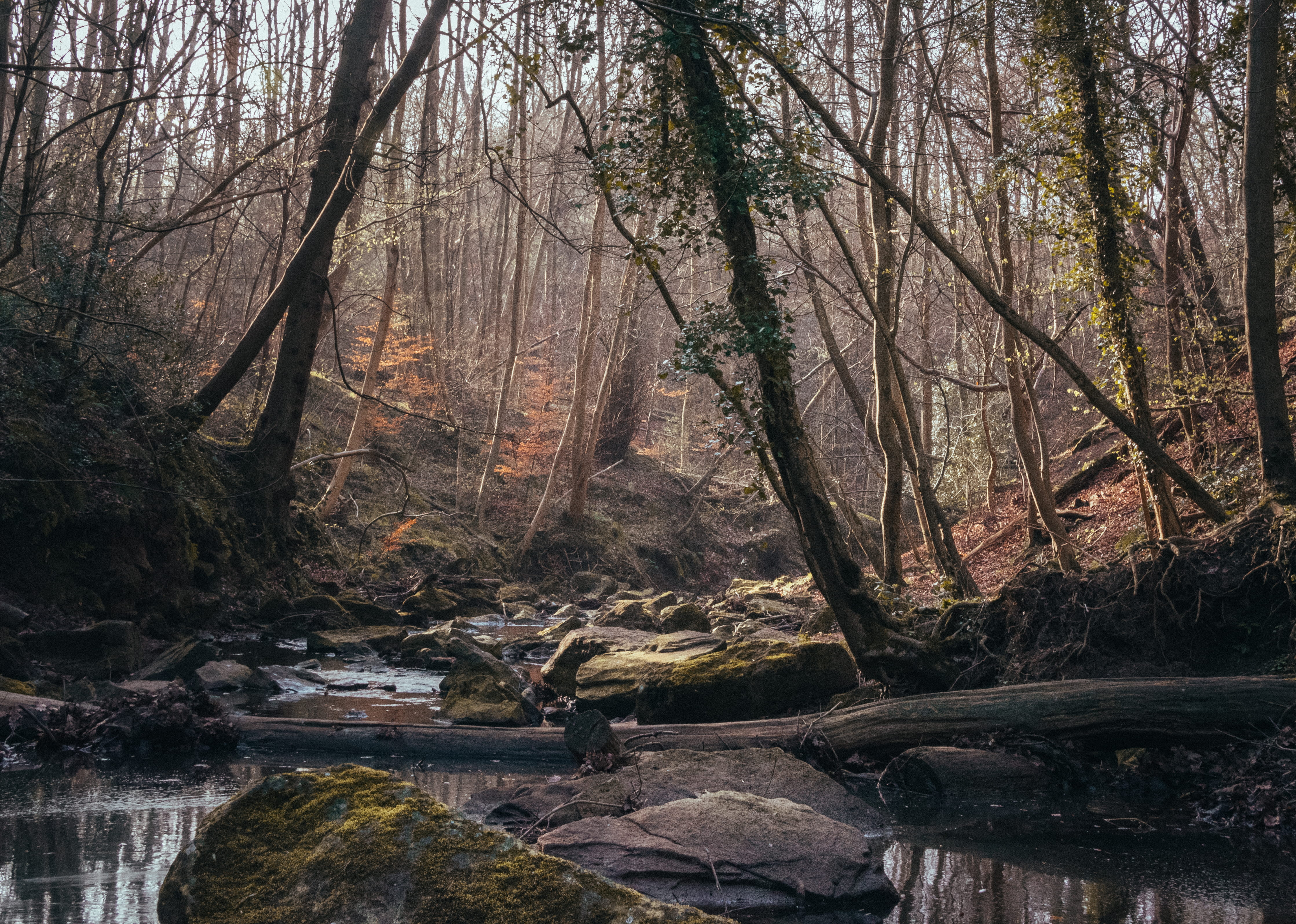 slate, animal, bird, nature, non-urban scene, north yorkshire, tranquil scene, flowing, land, woodland, falling foss, tranquility, tree, growth, 4K, tree trunk, HD Wallpaper