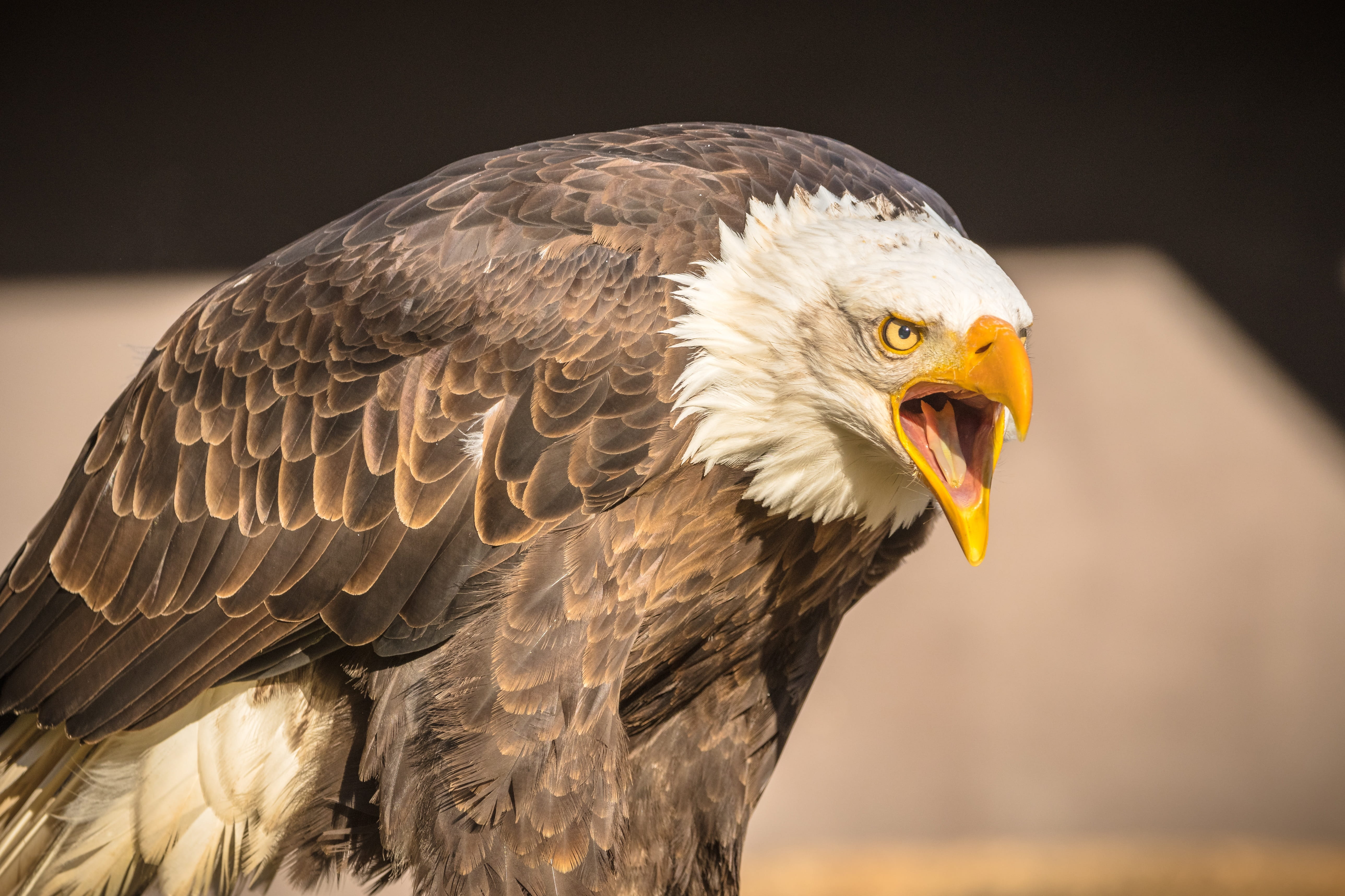 one animal, pride, mouth open, raptor, tripsdrill, animal themes, bird of prey, coat of arms of bird, looking away, eagle - bird, animal body part, animals in the wild, HD Wallpaper