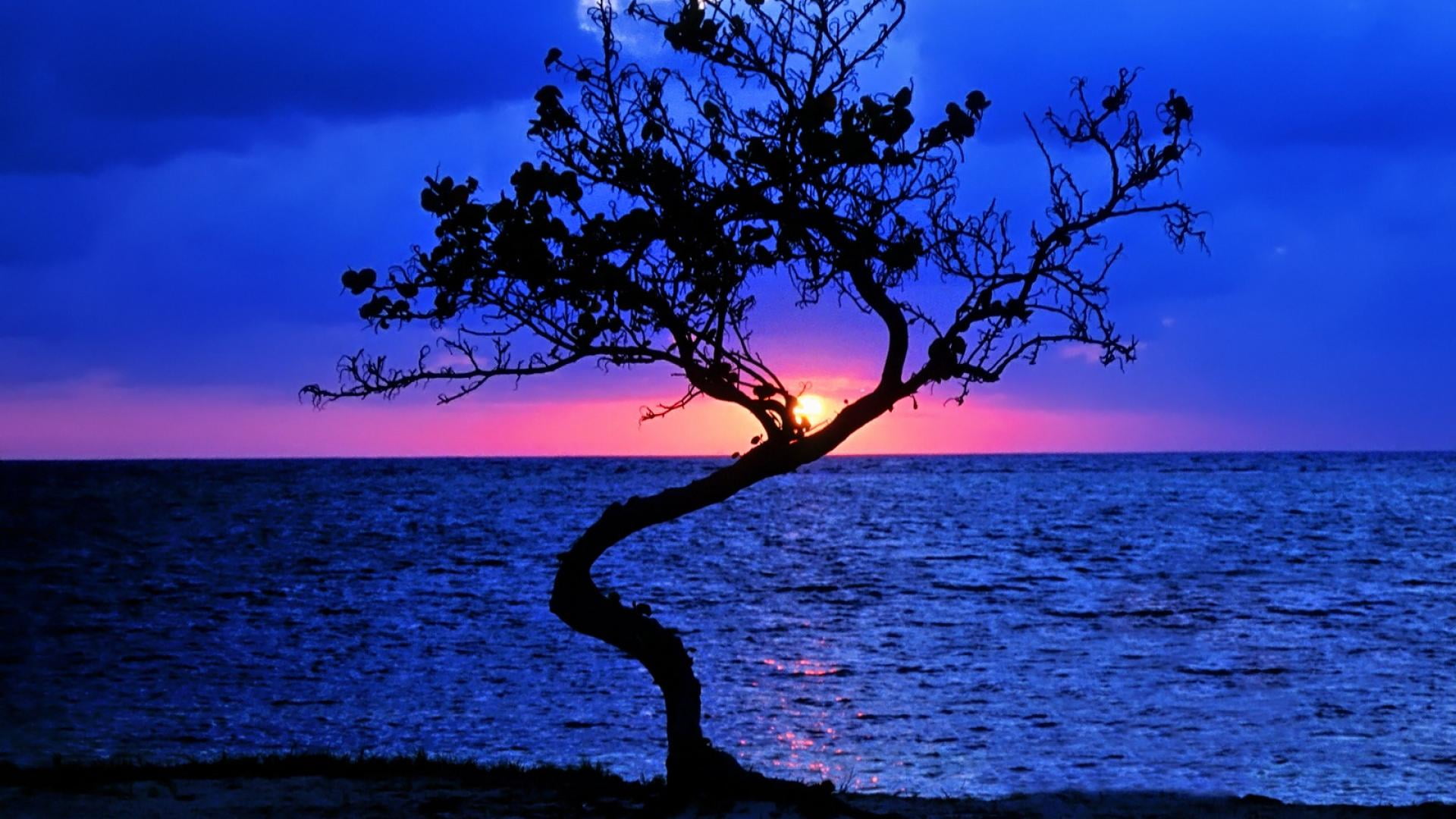 sea, beach, cloud, sunny, bay, horizon over water, plant, summer, outdoors, sunlight, landscape, coastline, nature, clear, branch, purple, tropical, paradise, HD Wallpaper