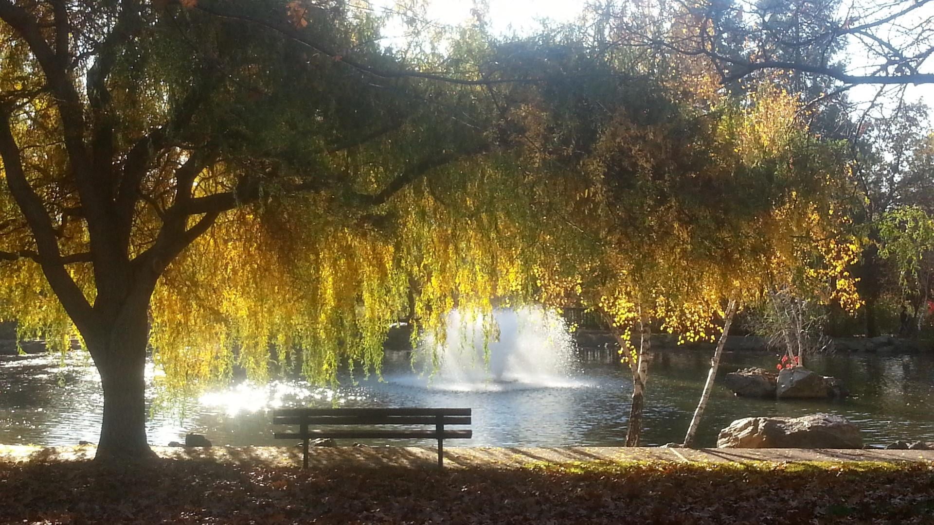tranquility, scenics - nature, fall color, water, plant, strong contrast, park bench, pond, 1080P, seat, beauty in nature, outdoors, nature, day, flowing water, HD Wallpaper