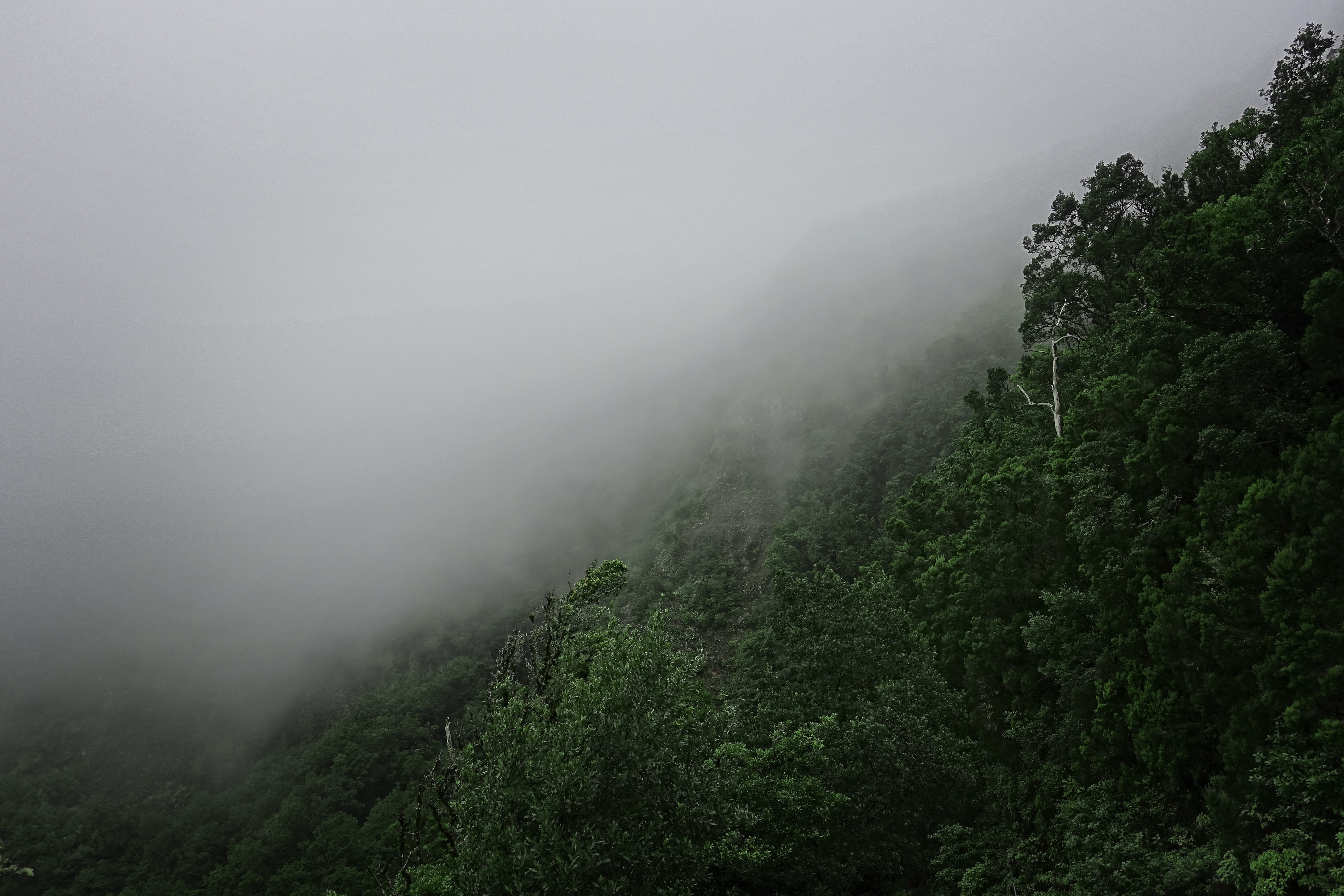 mountain, non-urban scene, no people, outdoors, day, forest, environment, remote, clouds, land, beauty in nature, scenics - nature, la palmita, vegetation, HD Wallpaper