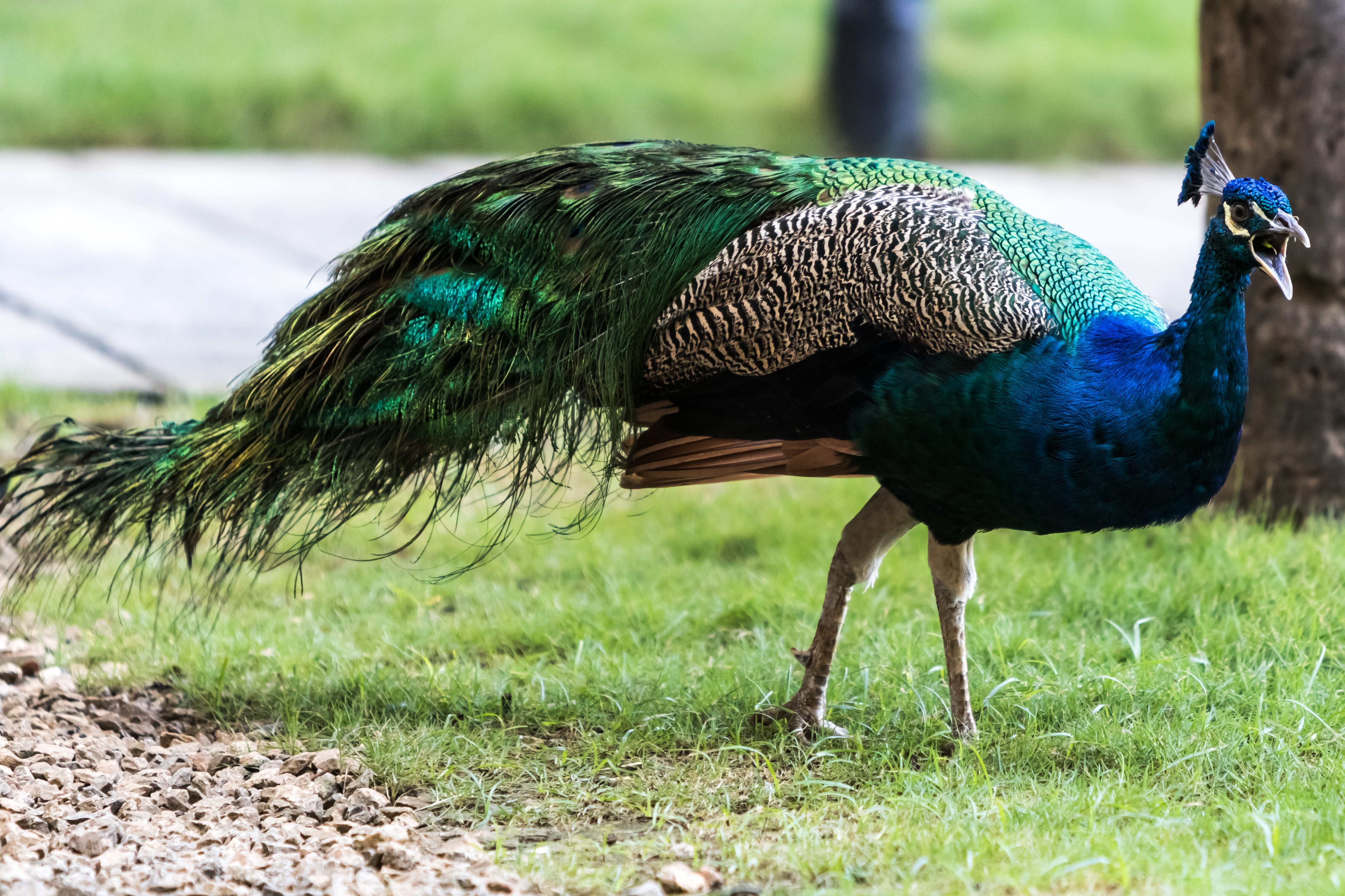 havana, grass, day, field, no people, green color, animal wildlife, peacock, 11-22-18, animal themes, hotel nacional, bird, plant, animals in the wild, HD Wallpaper