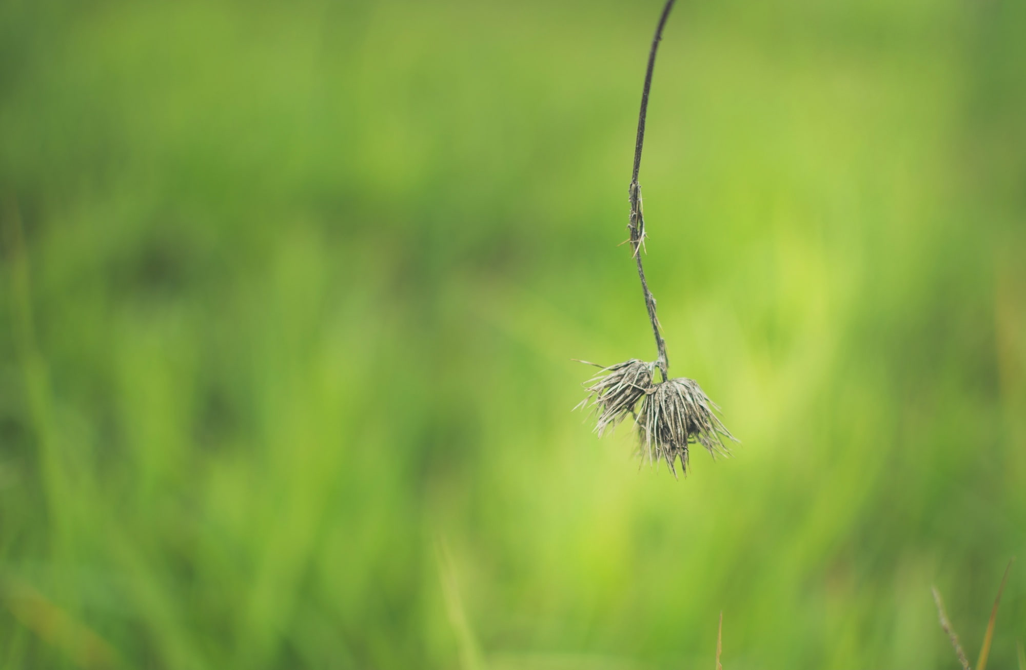 tranquility, skinnestrock79, fun, nature, selective focus, plant, natural, wilted plant, h, green color, no people, vulnerability, grasses, o, t, focus on foreground, HD Wallpaper