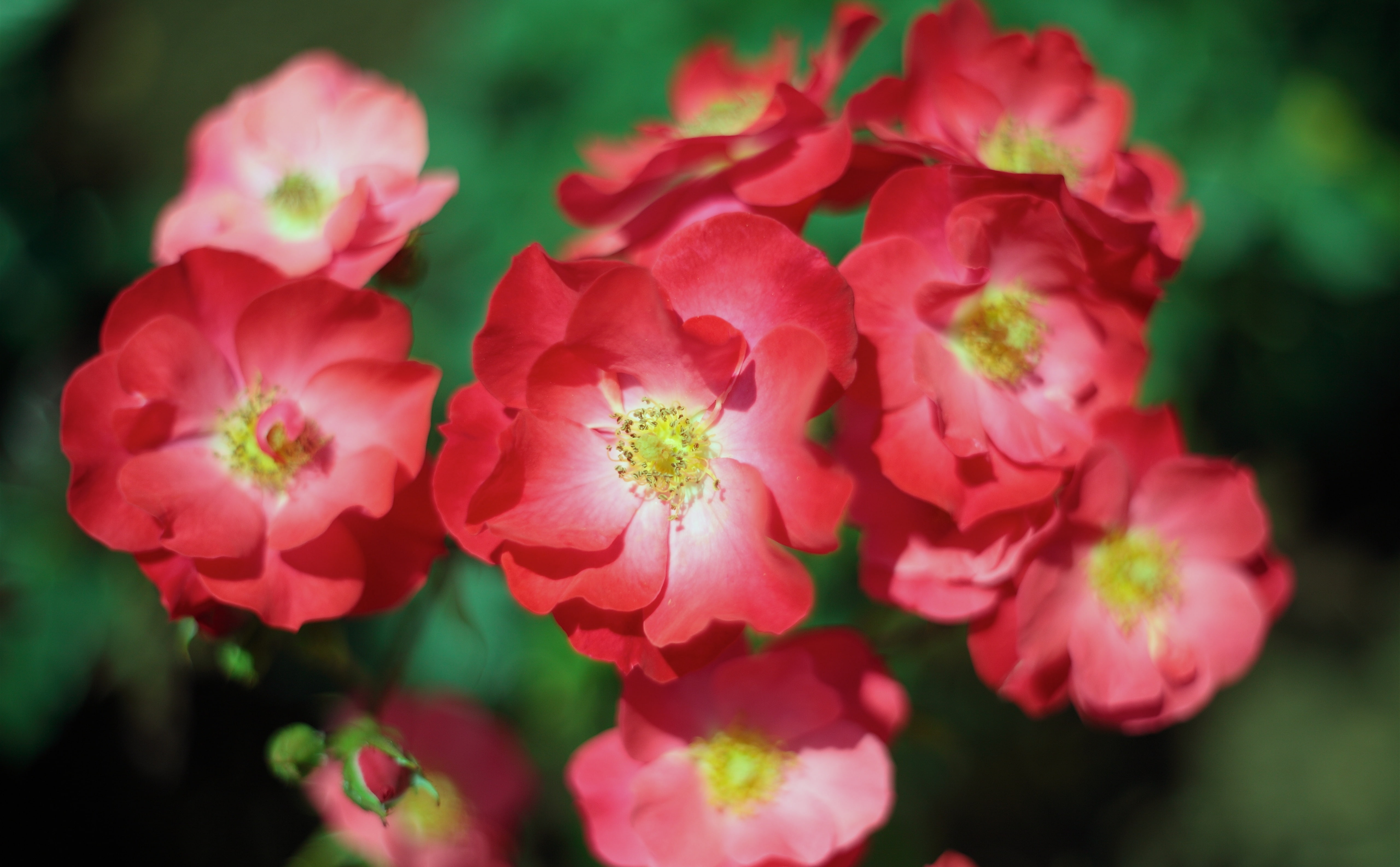 o, vulnerability, bokeh, canon, selective focus, pentacon, petal, pollen, no people, d, day, red, r, 5K, pink color, 5dmarkii, flower, fragility, e, flower head, HD Wallpaper