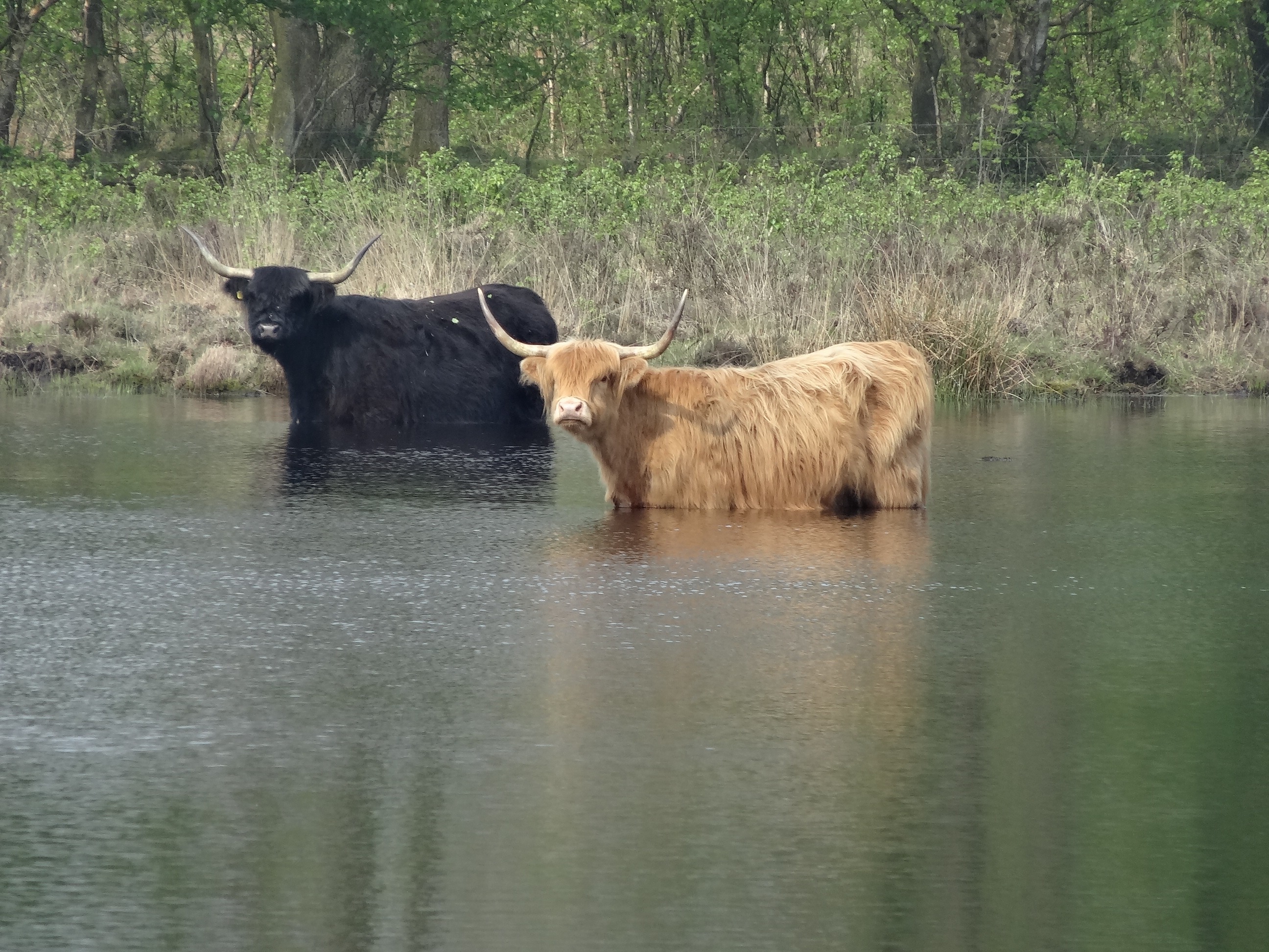 reflection, land, more, tree, no people, animals in the wild, cattle, waterfront, cow, landscape, cows, grazer, animal themes, herbivorous, ven, animal wildlife, HD Wallpaper