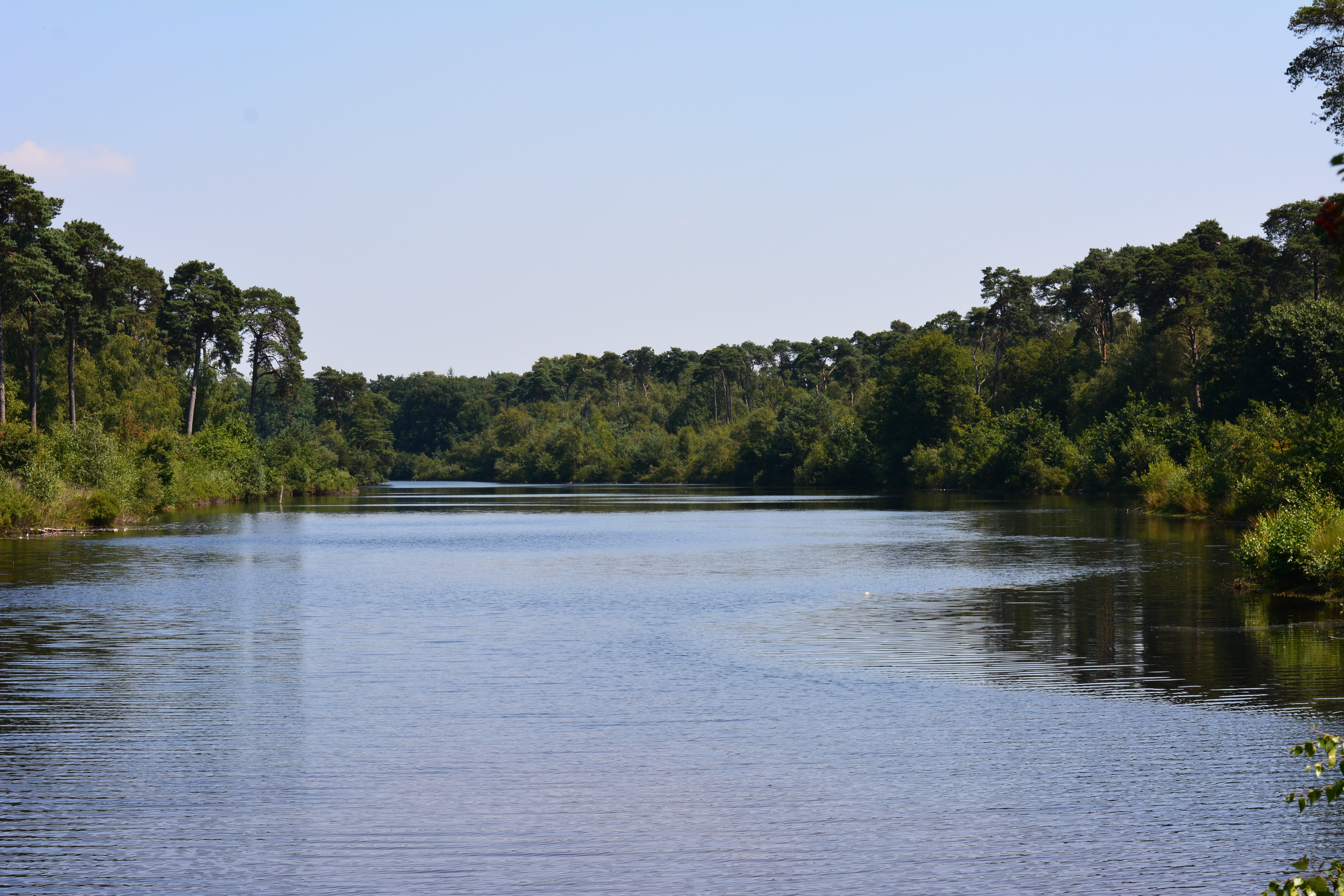 oisterwijk, tranquil scene, tranquility, day, natural water, beauty in nature, tree, water, outdoors, trees, ven, green color, plant, scenics - nature, HD Wallpaper