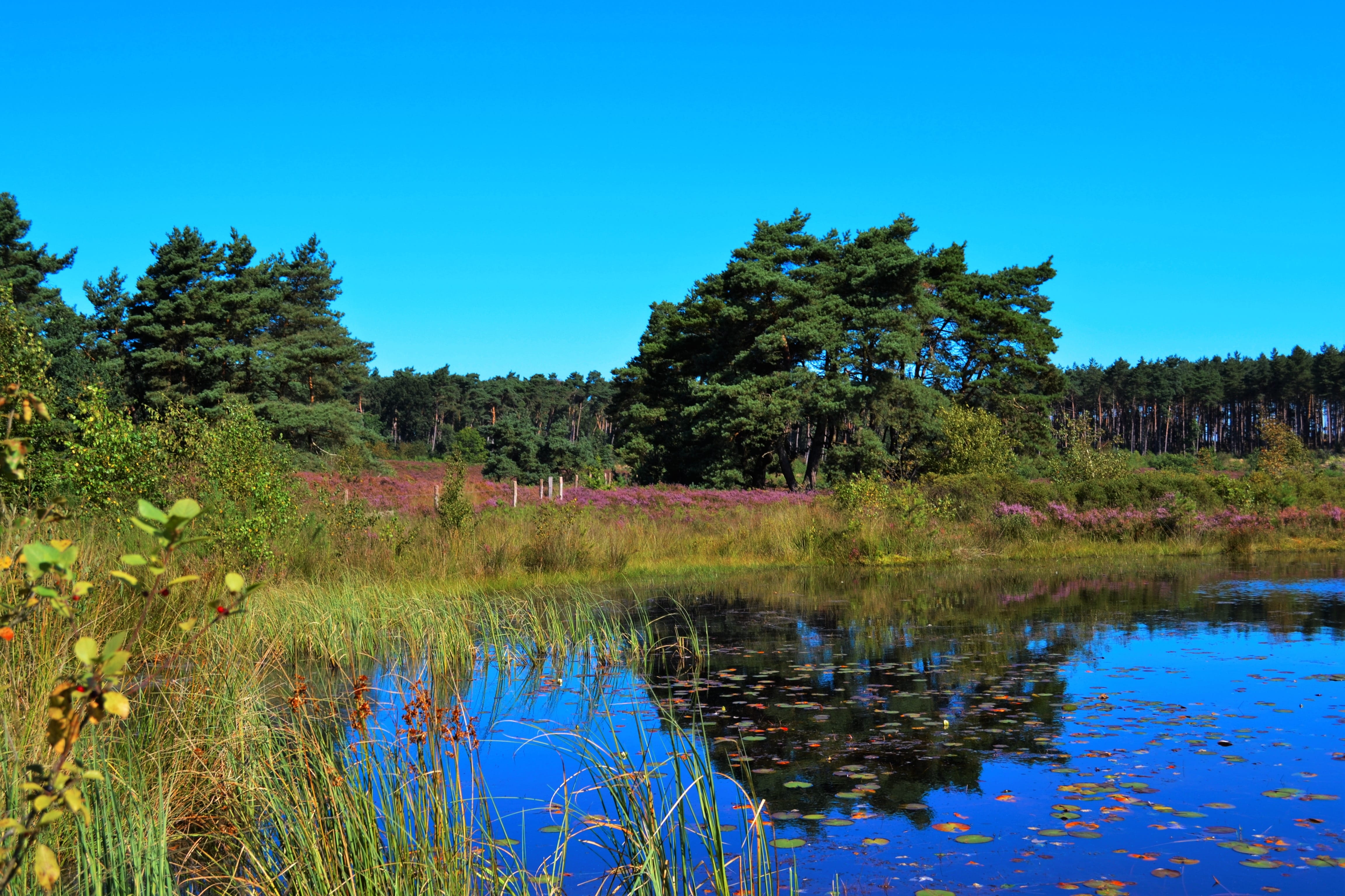 tree, day, ven, moorland, sky, growth, swamp, 4K, non-urban scene, reflection, plant, outdoors, tranquility, no people, scenics - nature, blue, heide, HD Wallpaper
