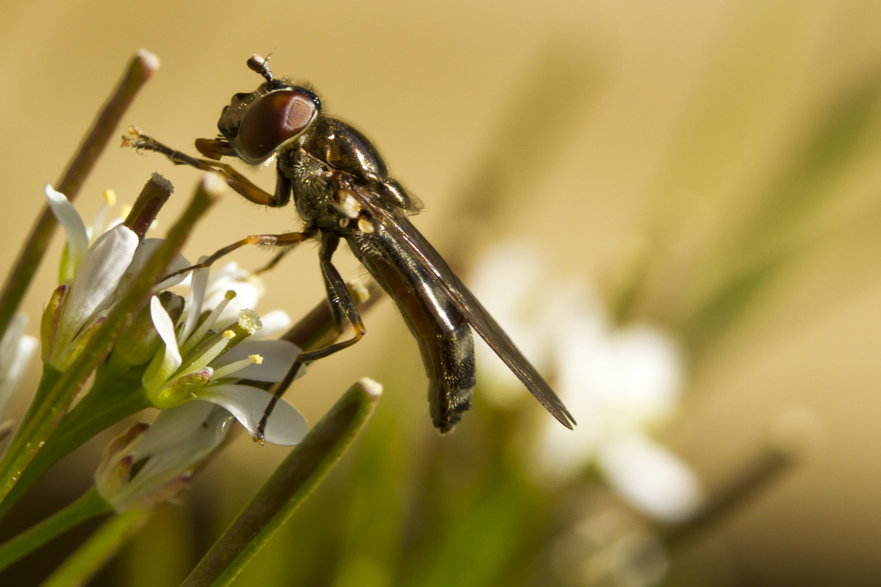 Valentine, 2K, DOF, Canon 7D, Platycheirus scutatus, HFDF, Extension, Peterborough, Macro, 60mm, USM, Fly, nature, black, Bokeh, Day, insect, Manic, Garden, HD Wallpaper