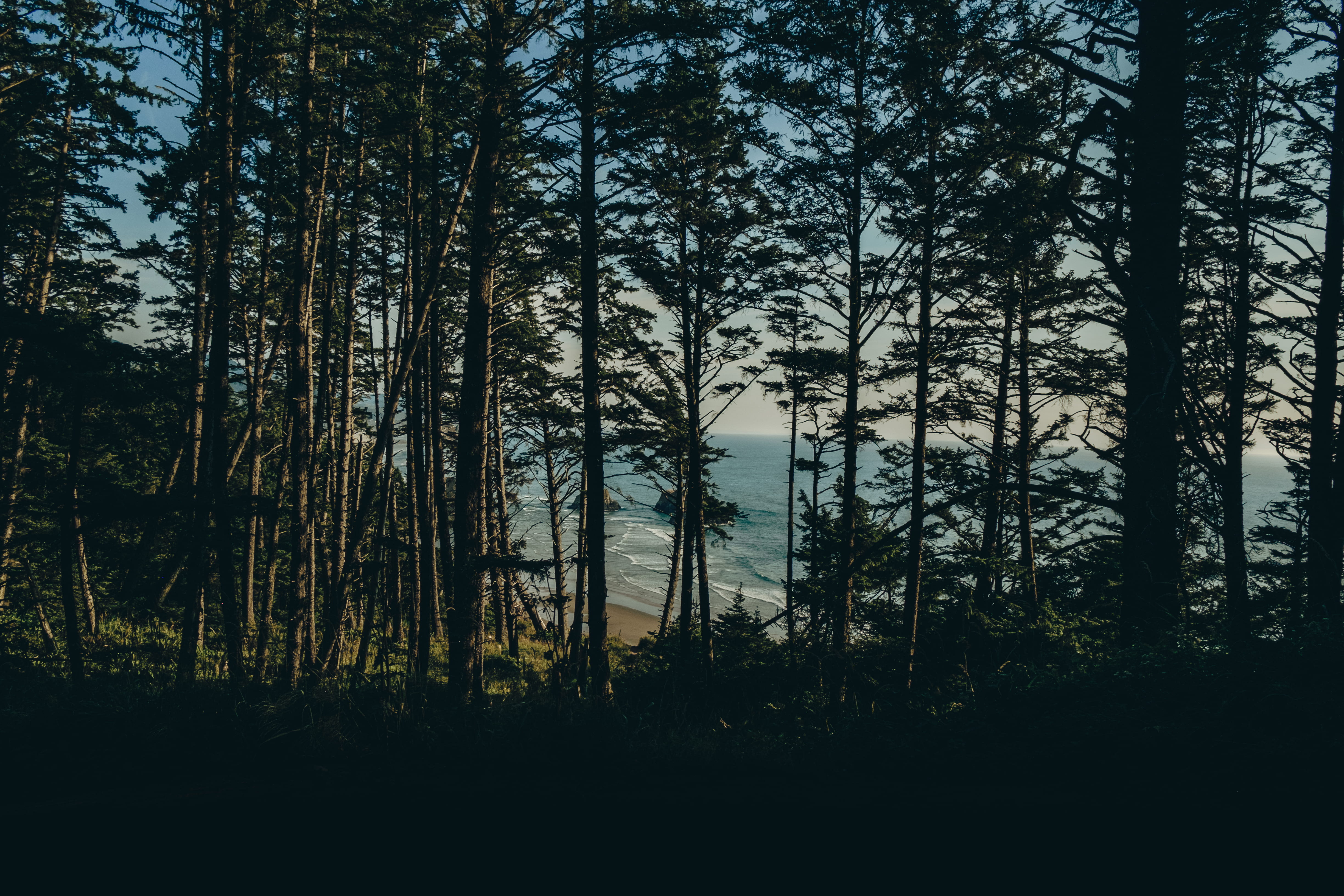 ecola state park, day, photo, shoreline, growth, sky, forest, silhouette, beauty in nature, woodland, sunset, luke flynt, tree trunk, coniferous tree, camping, HD Wallpaper