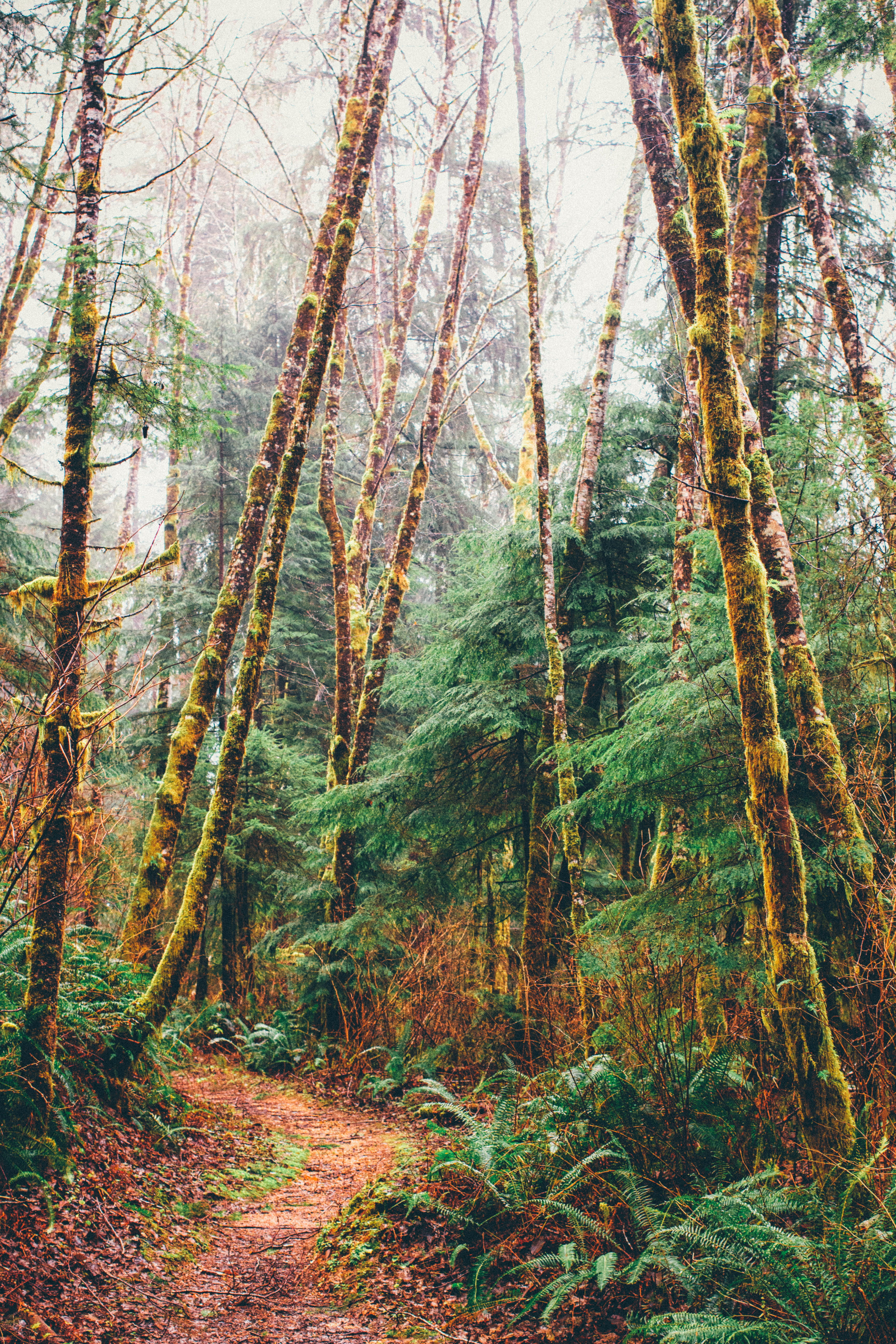 growth, plant, explore, branch, trunk, birch, leaves, forest, ecola state park, tranquil scene, land, scenics - nature, path, perspective, united states, Phone HD Wallpaper