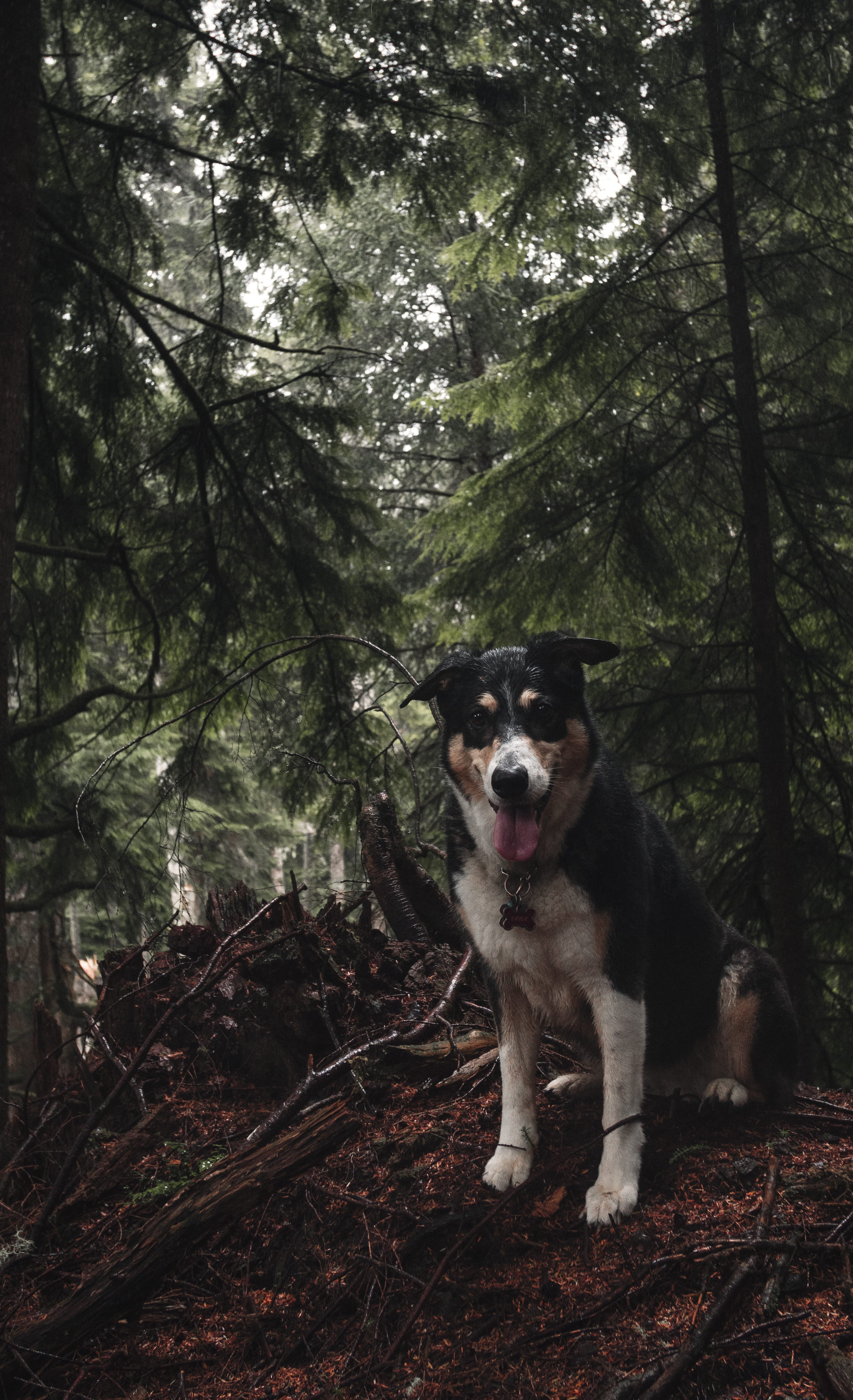 brown, 4K, forest, mammal, no people, plant, short, coated, domestic, husky, conifer, nature, collie, white, united states, portrait, vertebrate, vegetation, Phone HD Wallpaper