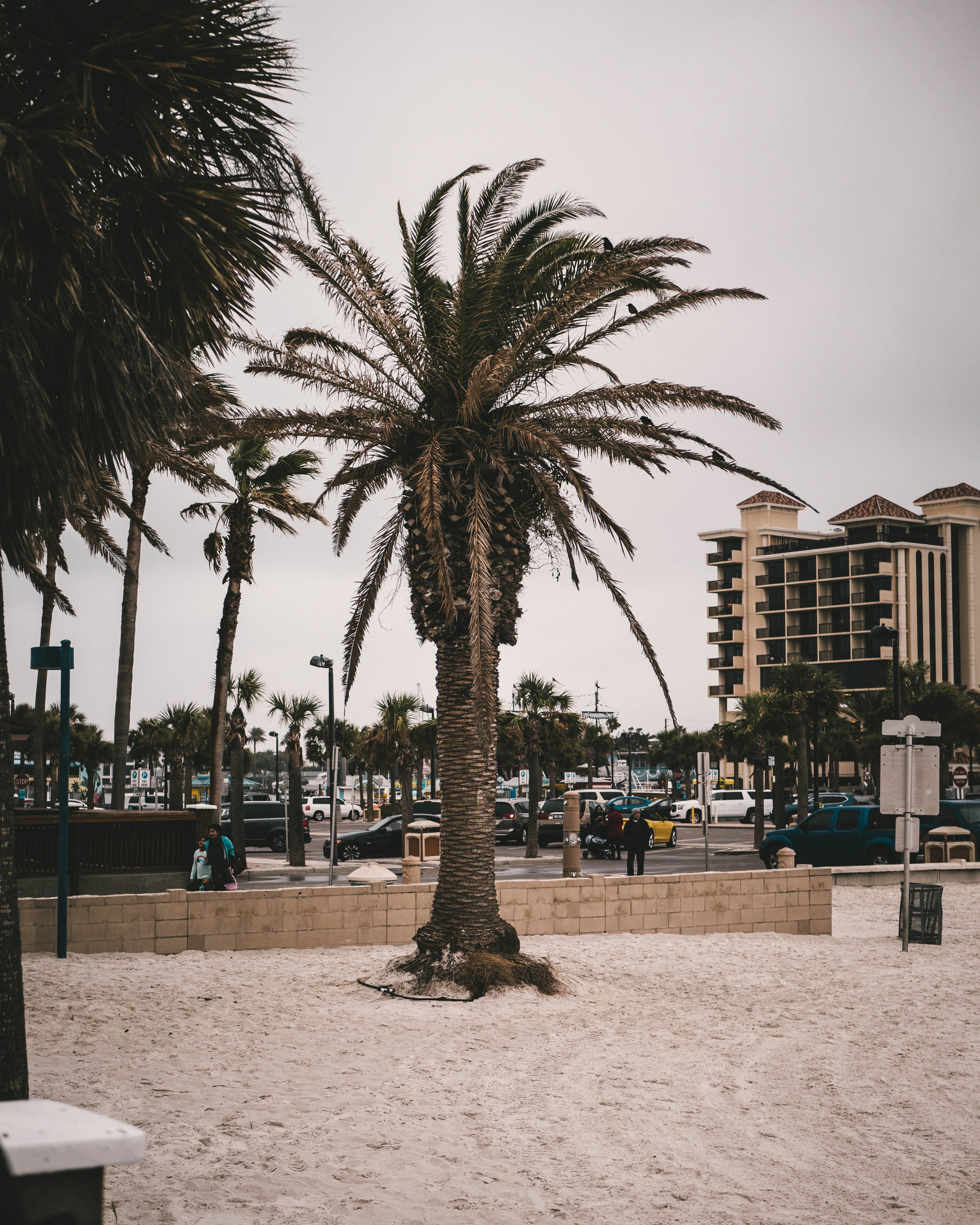 birds, tree, camera, 4K, beach, building exterior, architecture, sky, pier 60, outdoors, land, sand, florida, united states, buildings, palm tree, beaches, Phone HD Wallpaper