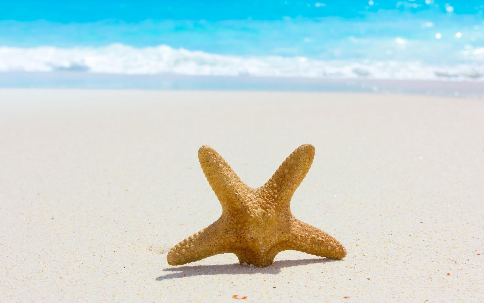 animal, beauty In Nature, land, travel, copy Space, sand, sea Life, travel Locations, shape, sun, outdoors, star, island, star Shape, focus on foreground, HD Wallpaper