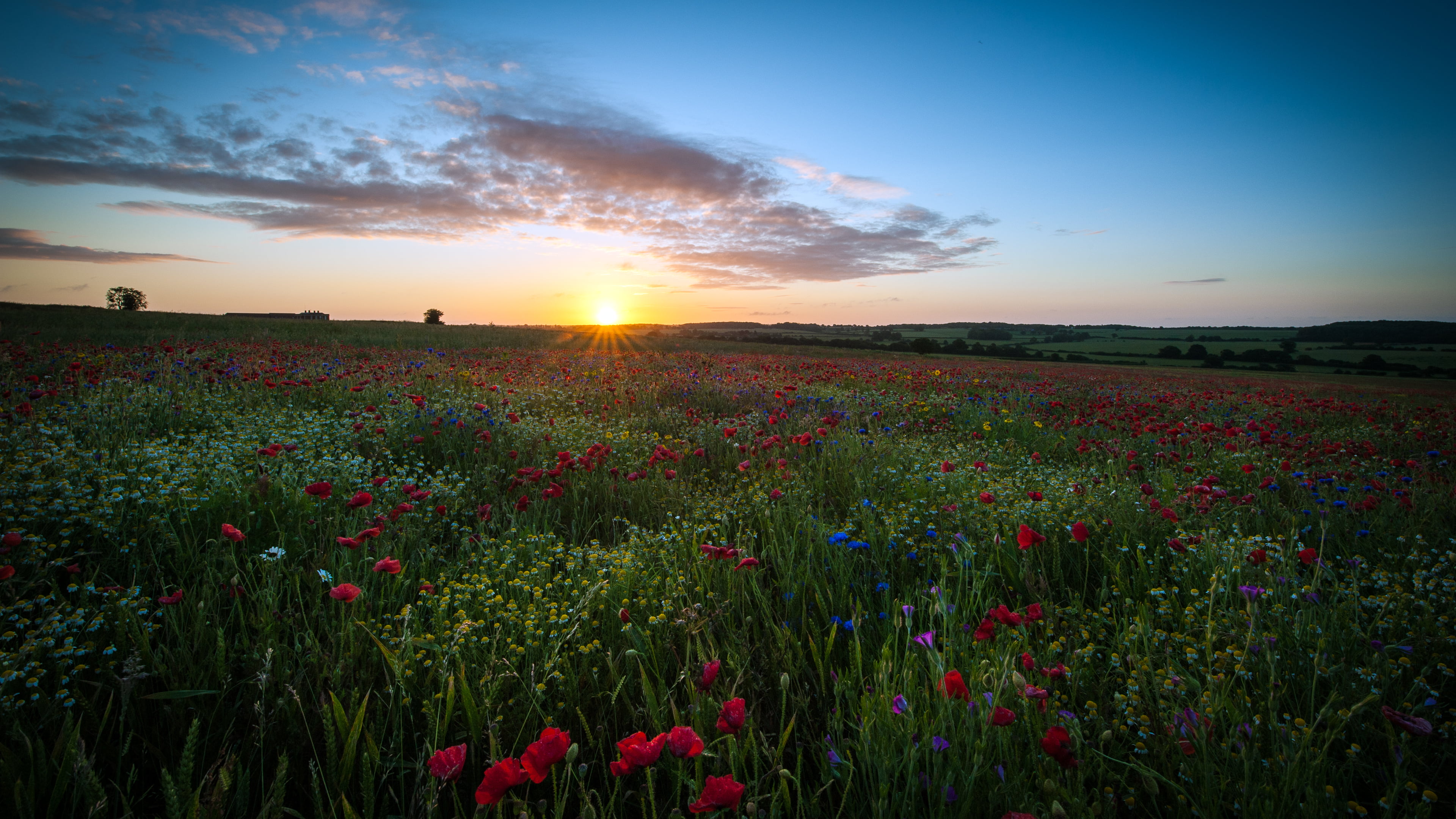 springtime, sun, chamomile, flowering plant, meadow, Maki, agriculture, scenics, field, growth, landscape, non-Urban Scene, England, the sky, lens flare, HD Wallpaper