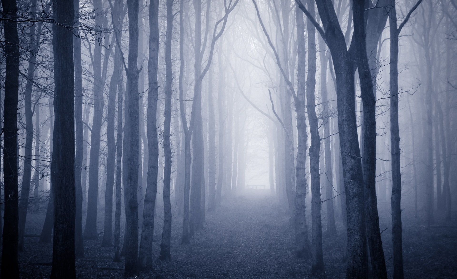 plant, transcendent, Winter, Autumn, light, non-urban scene, Forest, Hertfordshire, fog, cold temperature, beauty in nature, zing, Nature, Ashridge, towards the light, HD Wallpaper