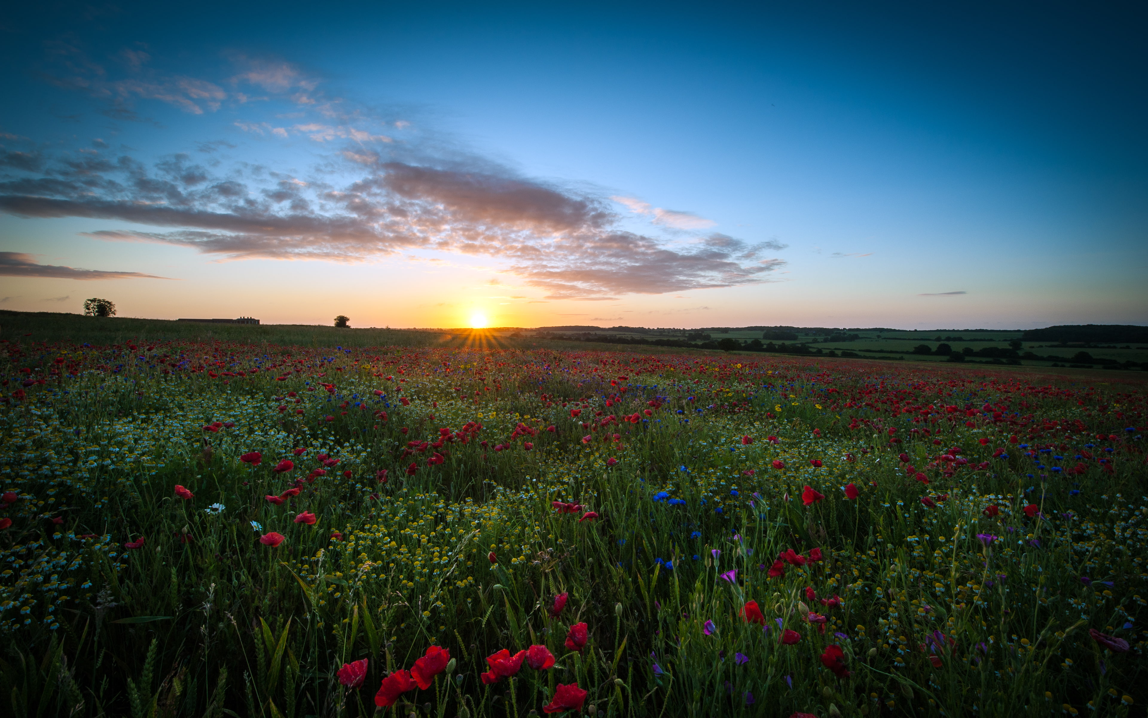 blue, sunrise, land, lens flare, plant, fields, no people, flowerbed, field, 4K, sun, growth, scenics - nature, cloud - sky, hertfordshire, poppy, darkgreen, HD Wallpaper