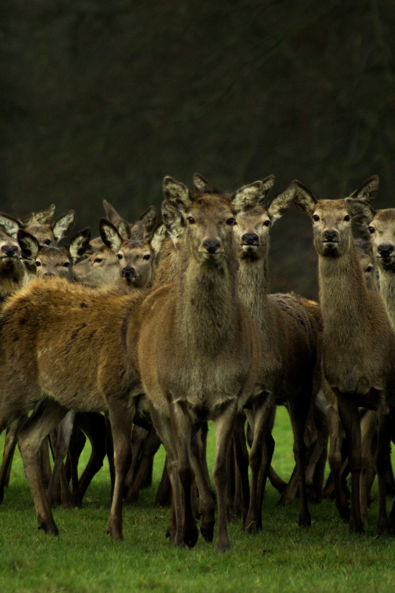 young animal, Wildlife, animal family, day, vertebrate, Deer, animal, animal wildlife, animals in the wild, Hertfordshire, group of animals, 1080P, standing, Phone HD Wallpaper
