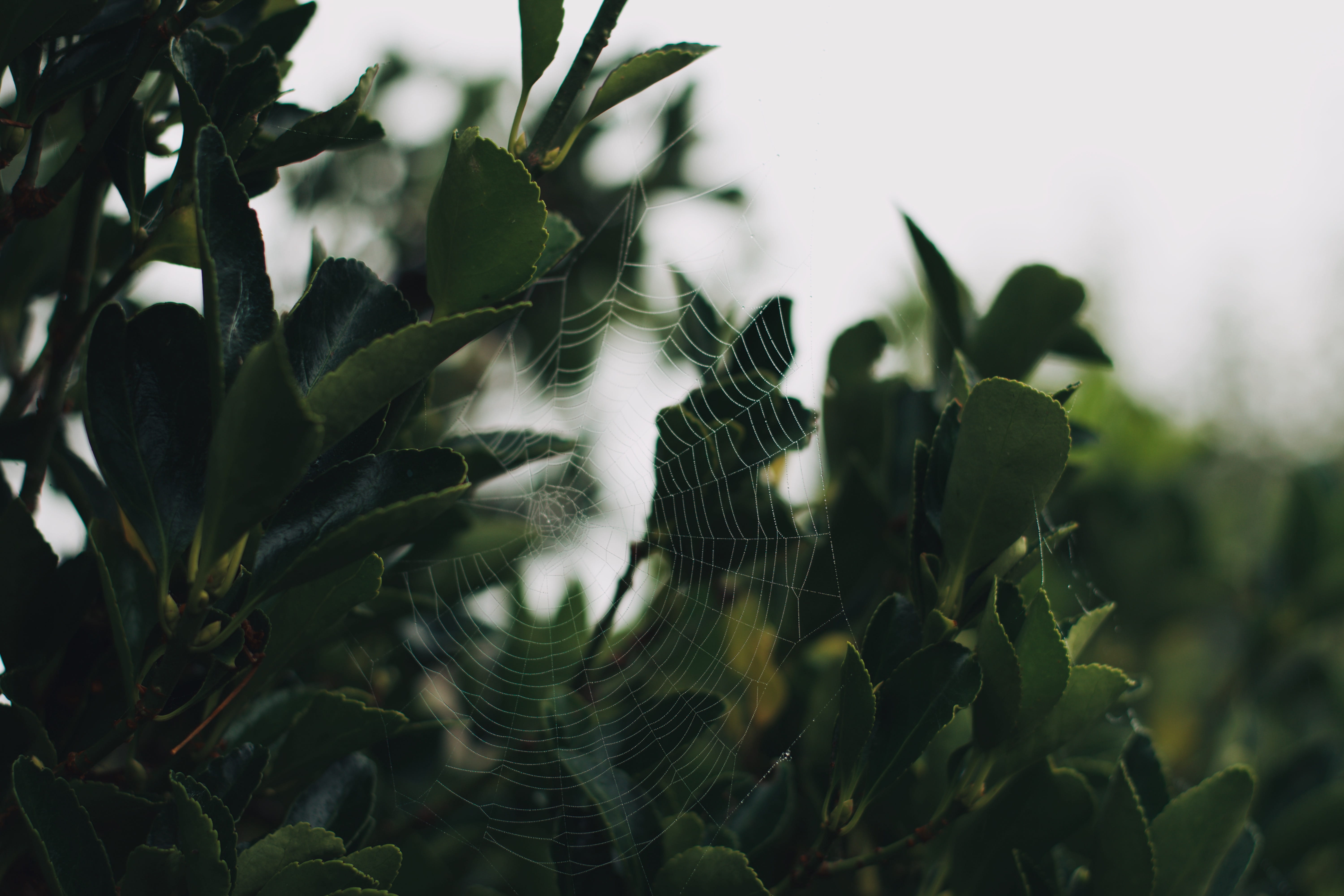 no people, vulnerability, plant, day, tranquility, freshness, garden, leaves, nature, focus on foreground, beauty in nature, bokeh, green color, hertfordshire, HD Wallpaper