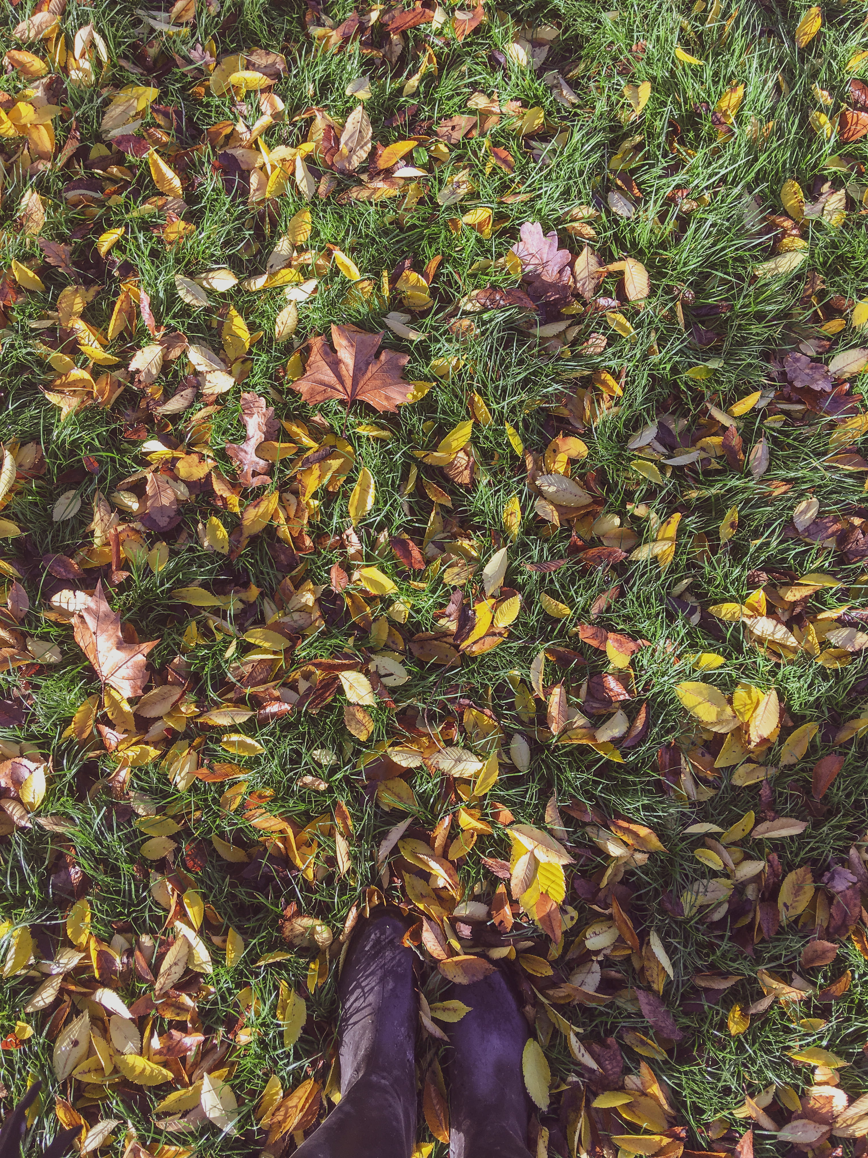 hertfordshire, change, feet, human foot, united kingdom, human leg, nature, plant, plant part, leaves, autumn, one person, low section, high angle view, Phone HD Wallpaper