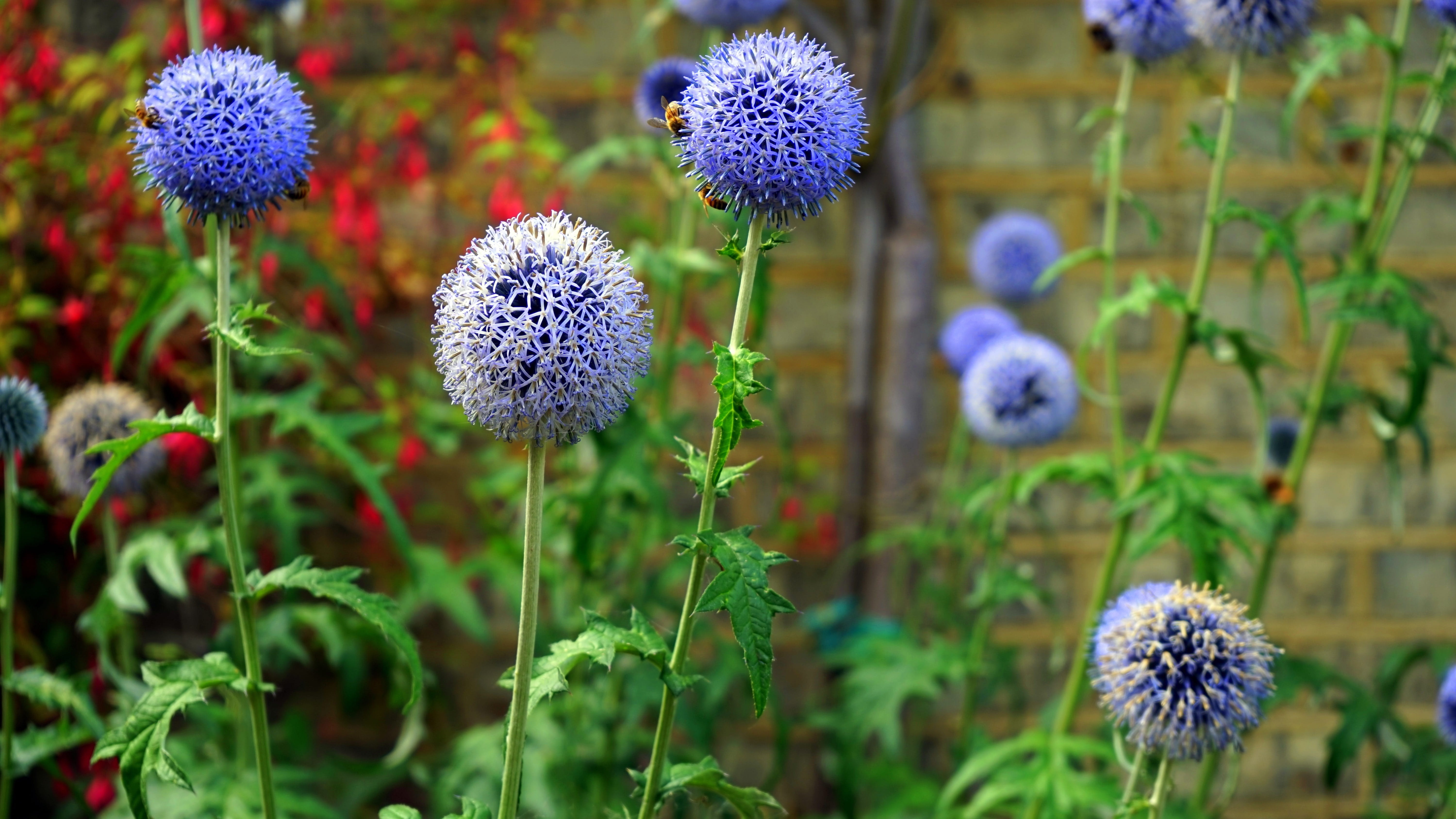 outdoors, bright, flower, purple, flower head, pollen, petals, floral, beauty in nature, focus on foreground, inflorescence, no people, Nature, plant stem, HD Wallpaper