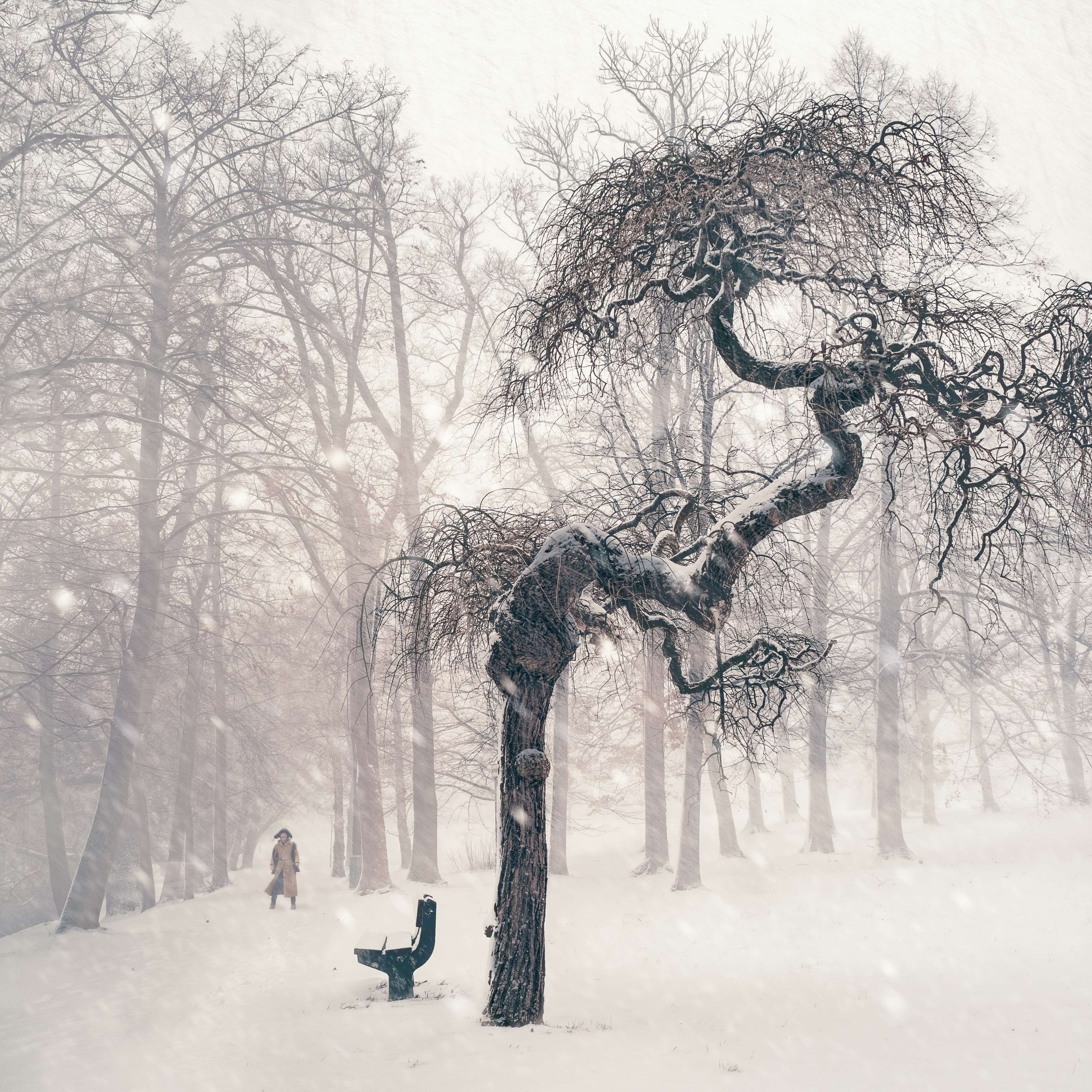 lifestyles, scenics - nature, frosty, land, snowy, 2K, snowing, beauty in nature, bare tree, bench, icy, cold temperature, snowstorm, landscape, tranquil scene, Phone HD Wallpaper