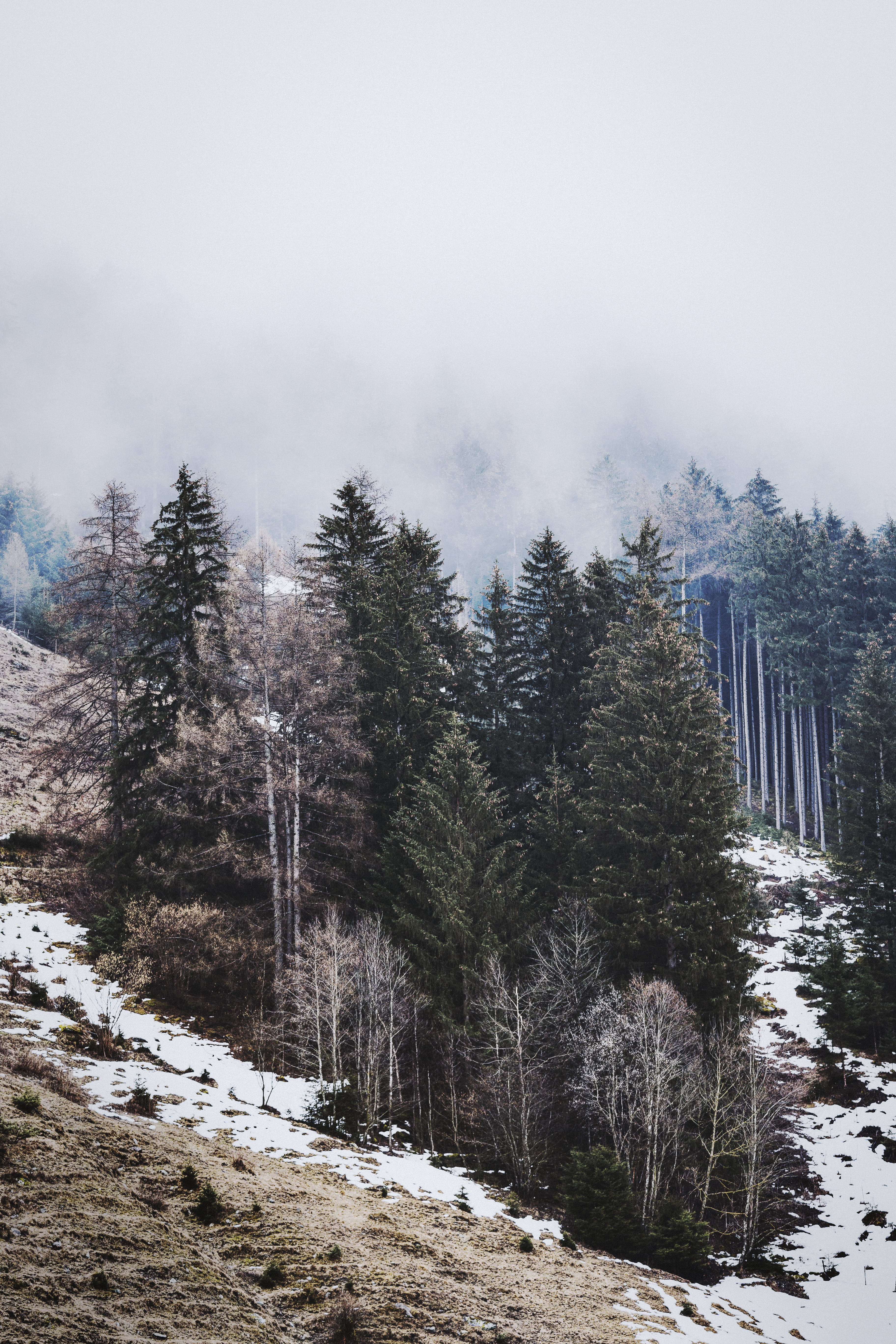 land, snow, zing, trees, weather, tranquil scene, day, 5K, ice, frozen, landscape, snowcapped mountain, daylight, mountain, pine tree, tranquility, woodland, Phone HD Wallpaper