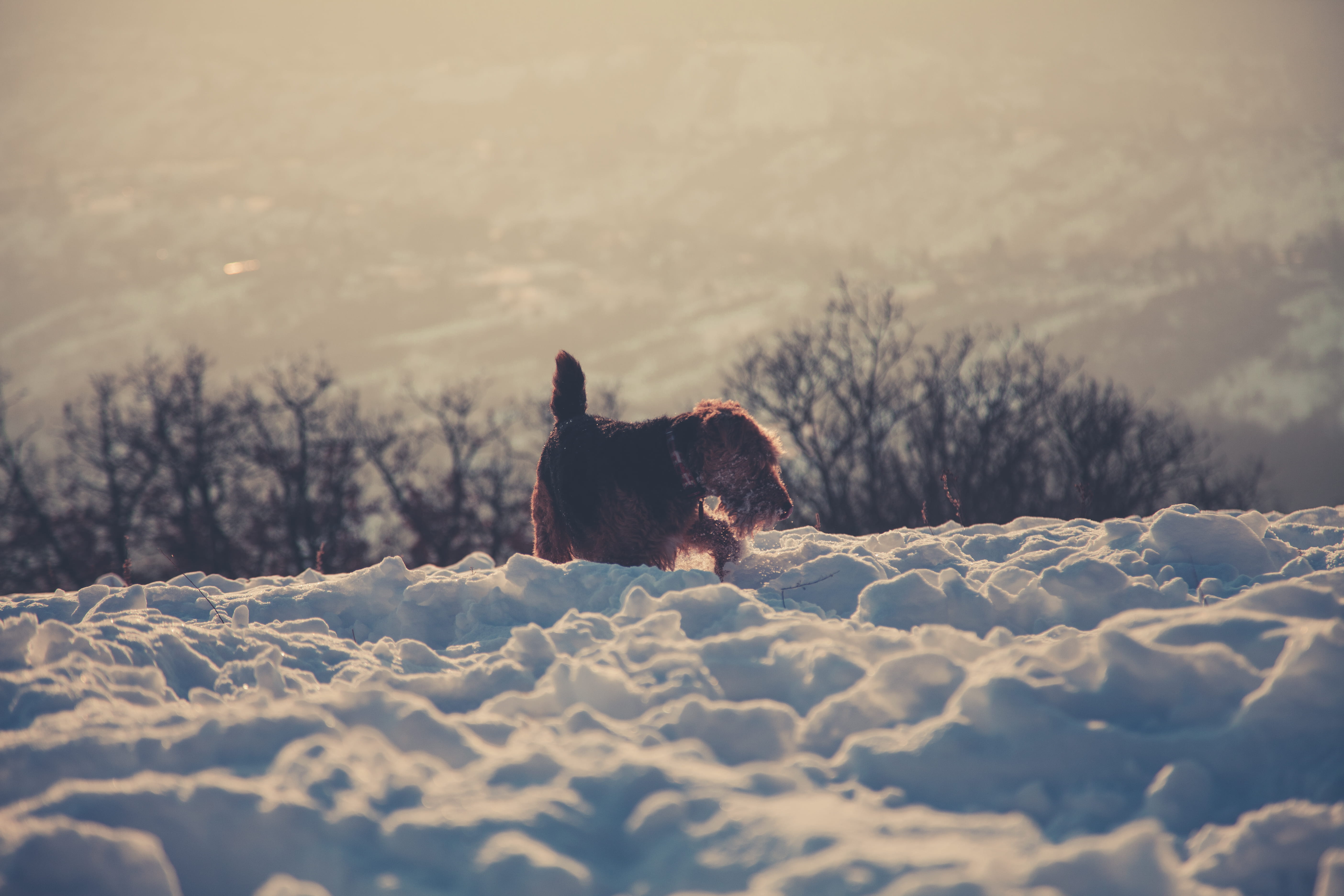 weather, brown, pet, animal themes, field, coated, fog, domestic animals, dog, 5K, one animal, selective focus, snowy, pets, vertebrate, zing, covered, HD Wallpaper