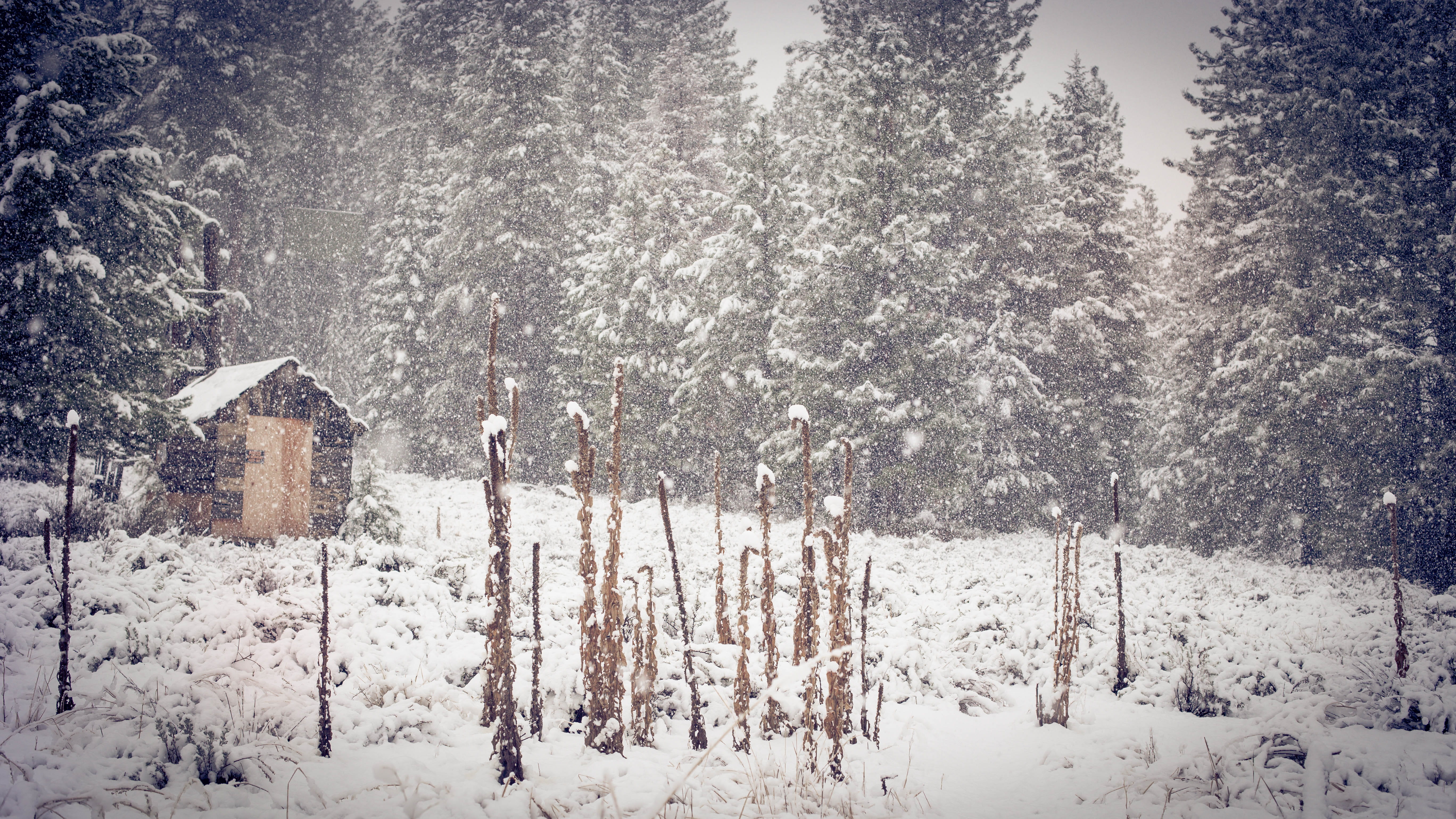 tranquility, brown, shed, winter, blizzard, outdoors, cold, pine, snowstorm, frost, woods, zing, forest, frosty, plant, snowflakes, land, icy, tree, scenic, HD Wallpaper