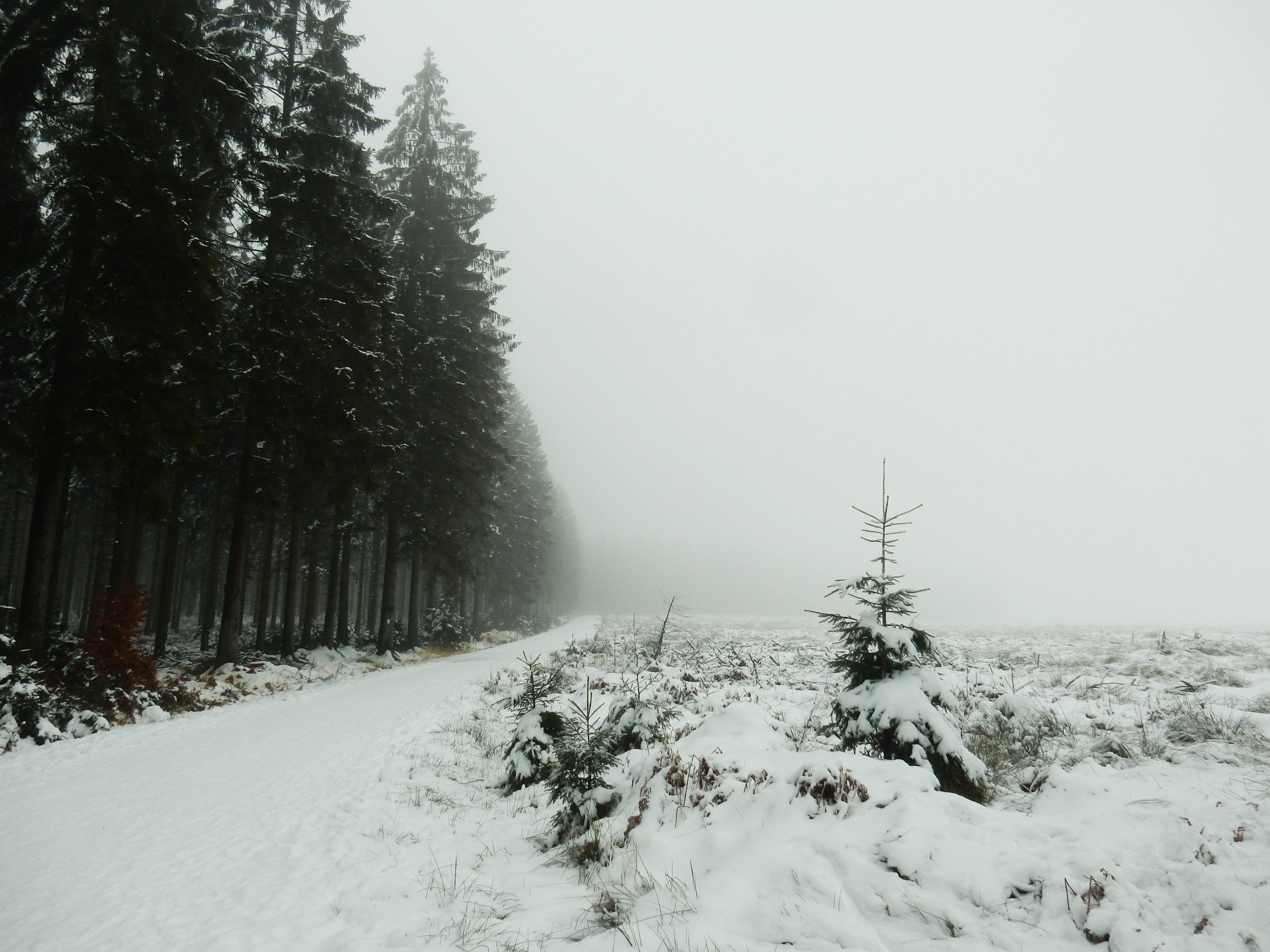 white, ze, zing, landscapes, frozen, Snow, fog, non-Urban Scene, walk, beauty in nature, hiking, tree, trees, field, extreme weather, foggy, day, outdoors, HD Wallpaper