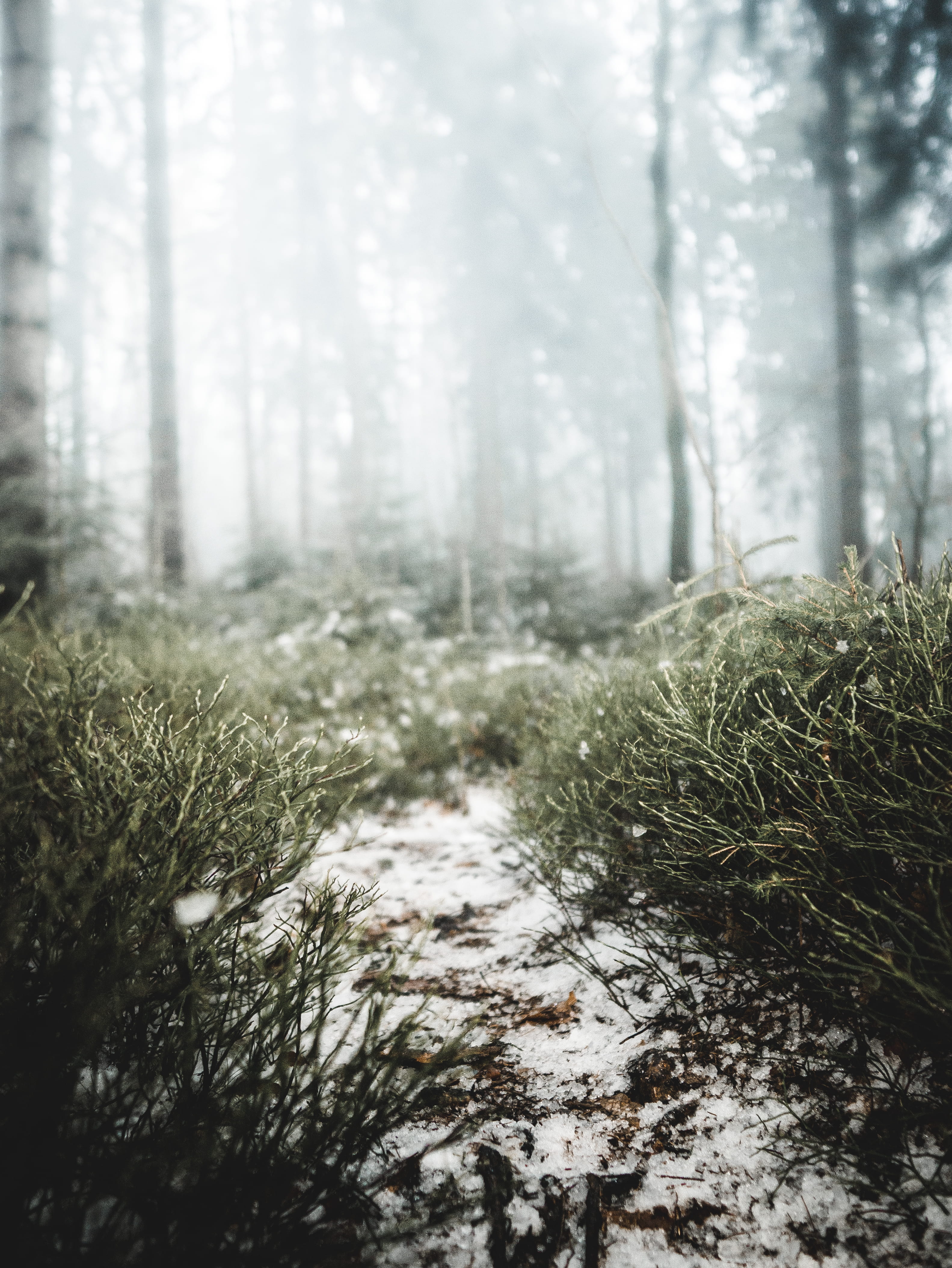 foggy, frozen, frosty, daytime, growth, tranquility, frost, scene, daylight, cold temperature, woods, landscape, fog, land, nature, woodland, plants, environment, Phone HD Wallpaper