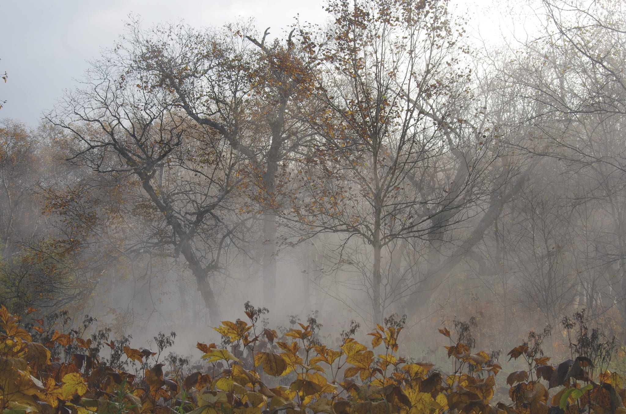 bare trees, nature, fogs, late autumn, fallen leaves, no people, leaf, outdoors, tranquil scene, autumn, zing, bare tree, sorrow, day, beauty in nature, HD Wallpaper