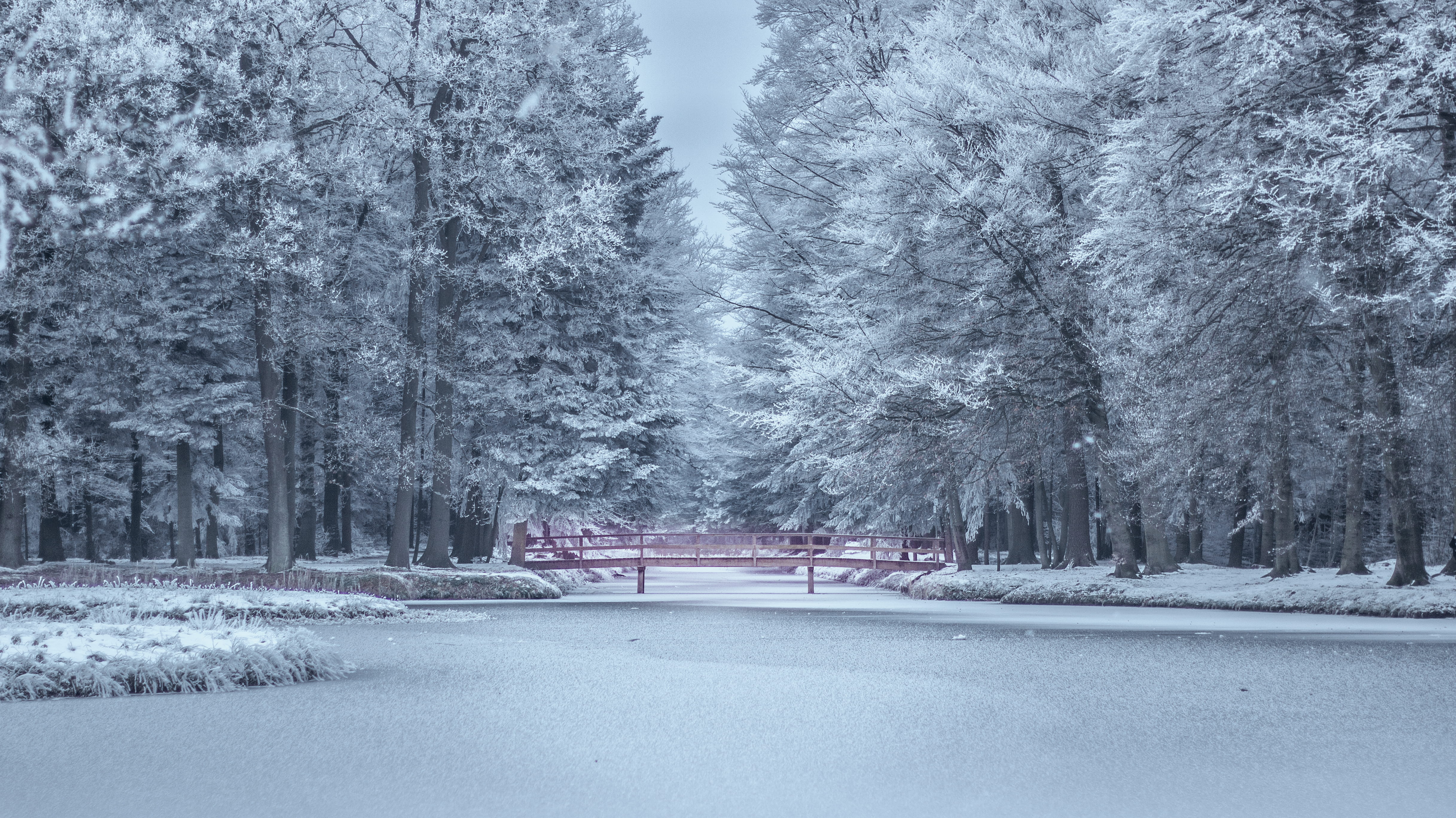 weather, fog, snowy, season, trees, tranquil scene, forest, frozen, treelined, icy, zing, no people, tranquility, land, tree, nature, snow, calm, guidance, HD Wallpaper