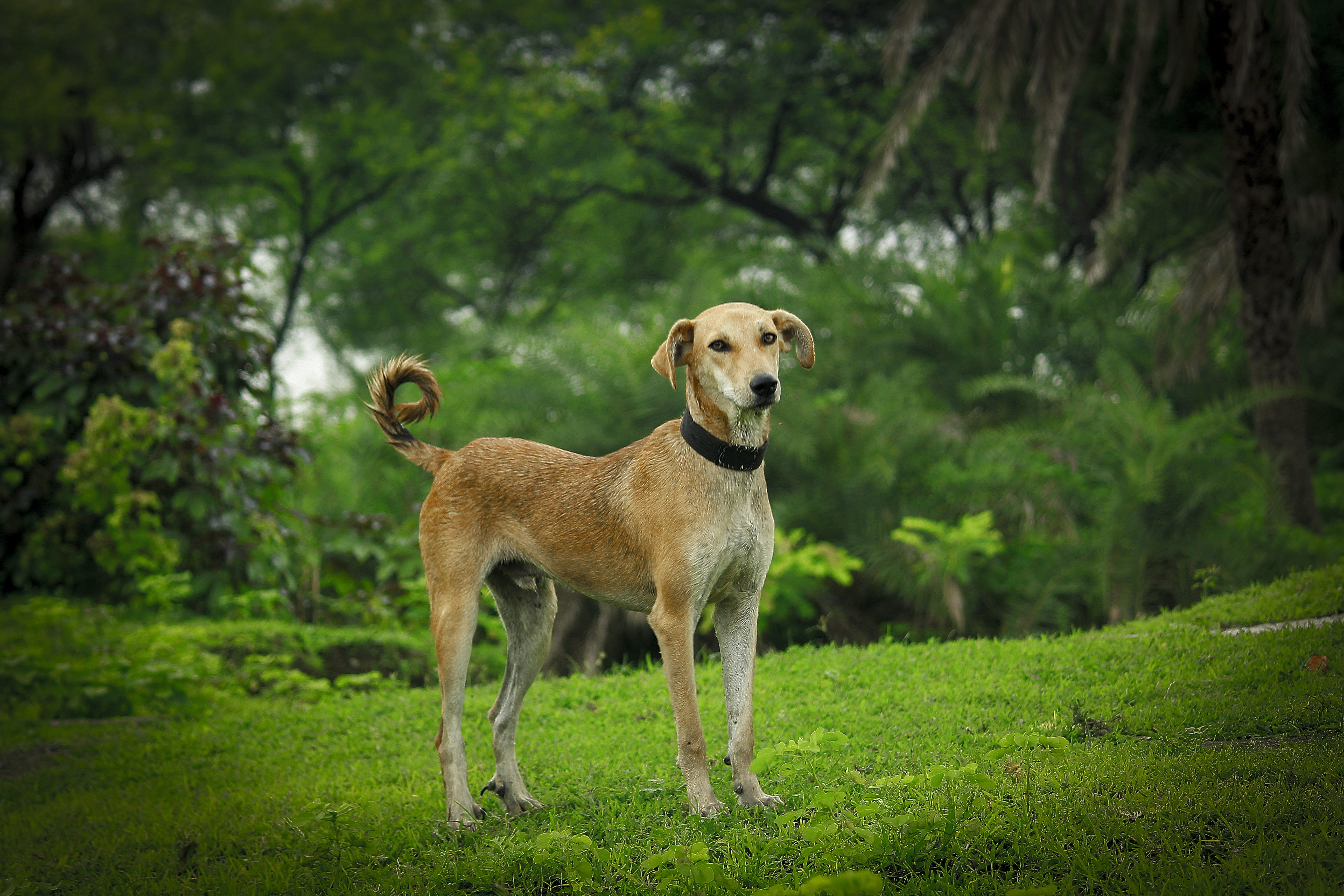 vertebrate, portrait, grass, land, outdoors, domestic animals, day, mammal, nature, plant, tree, indian, beautifull dog, domestic, pets, animal, dog, one animal, HD Wallpaper