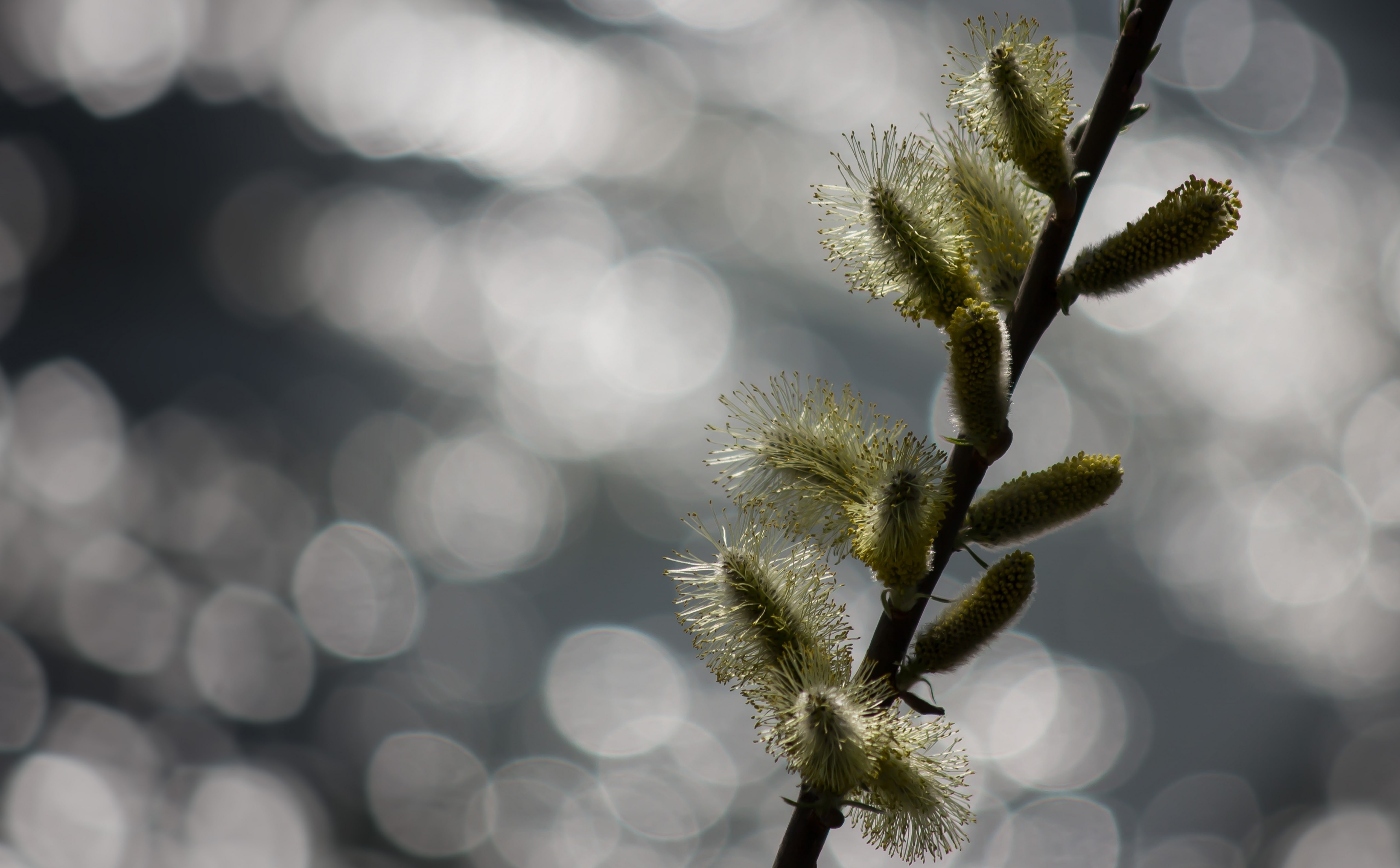 vulnerability, focus on foreground, beginnings, freshness, beauty in nature, new life, Aero, selective focus, day, outdoors, close-up, plant stem, green, HD Wallpaper