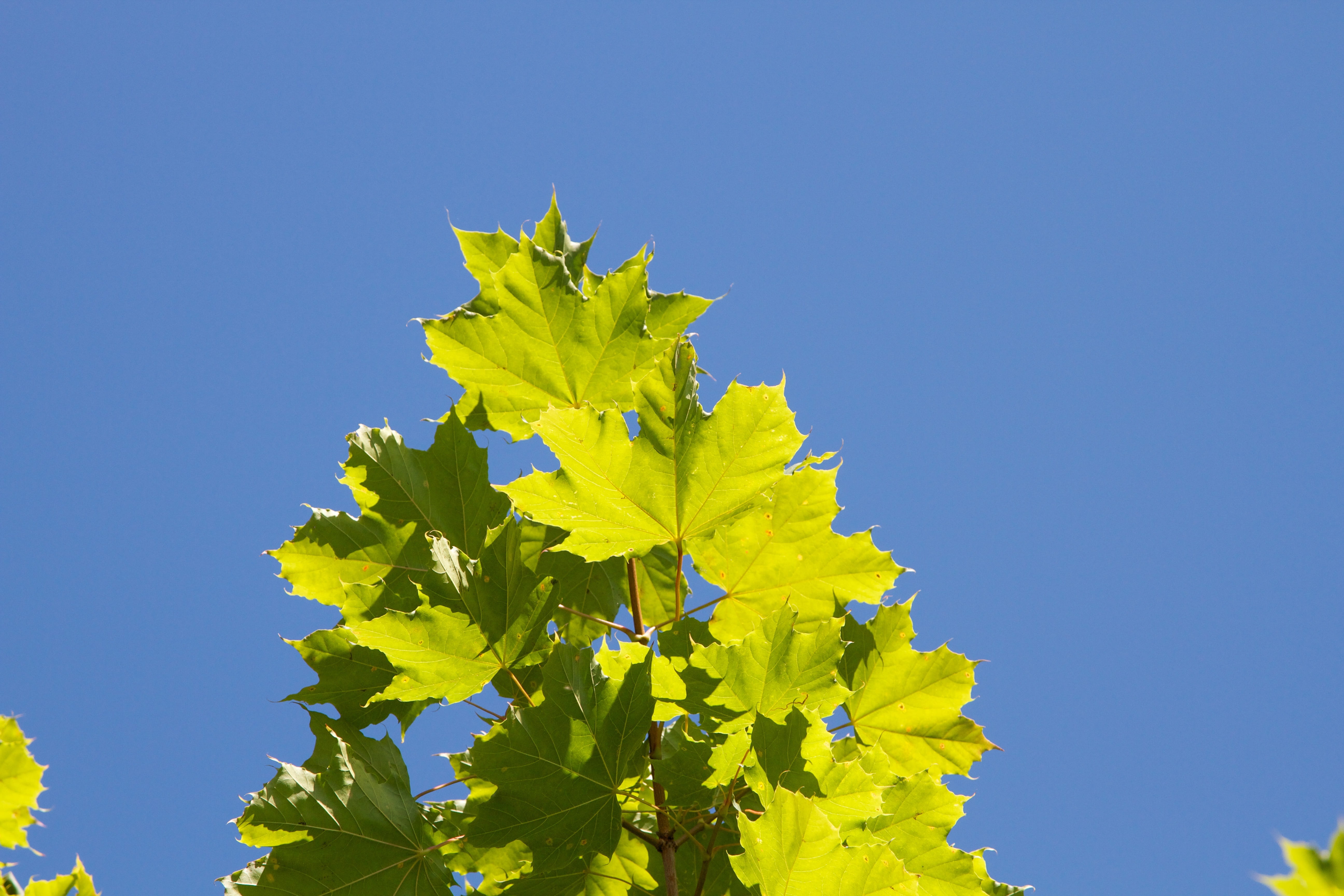 maple leaf, outdoors, sunny, 5K, plant part, sky, beauty in nature, branch, yellow, tree, Towards The Light, no people, freshness, day, sunlight, Sun, HD Wallpaper
