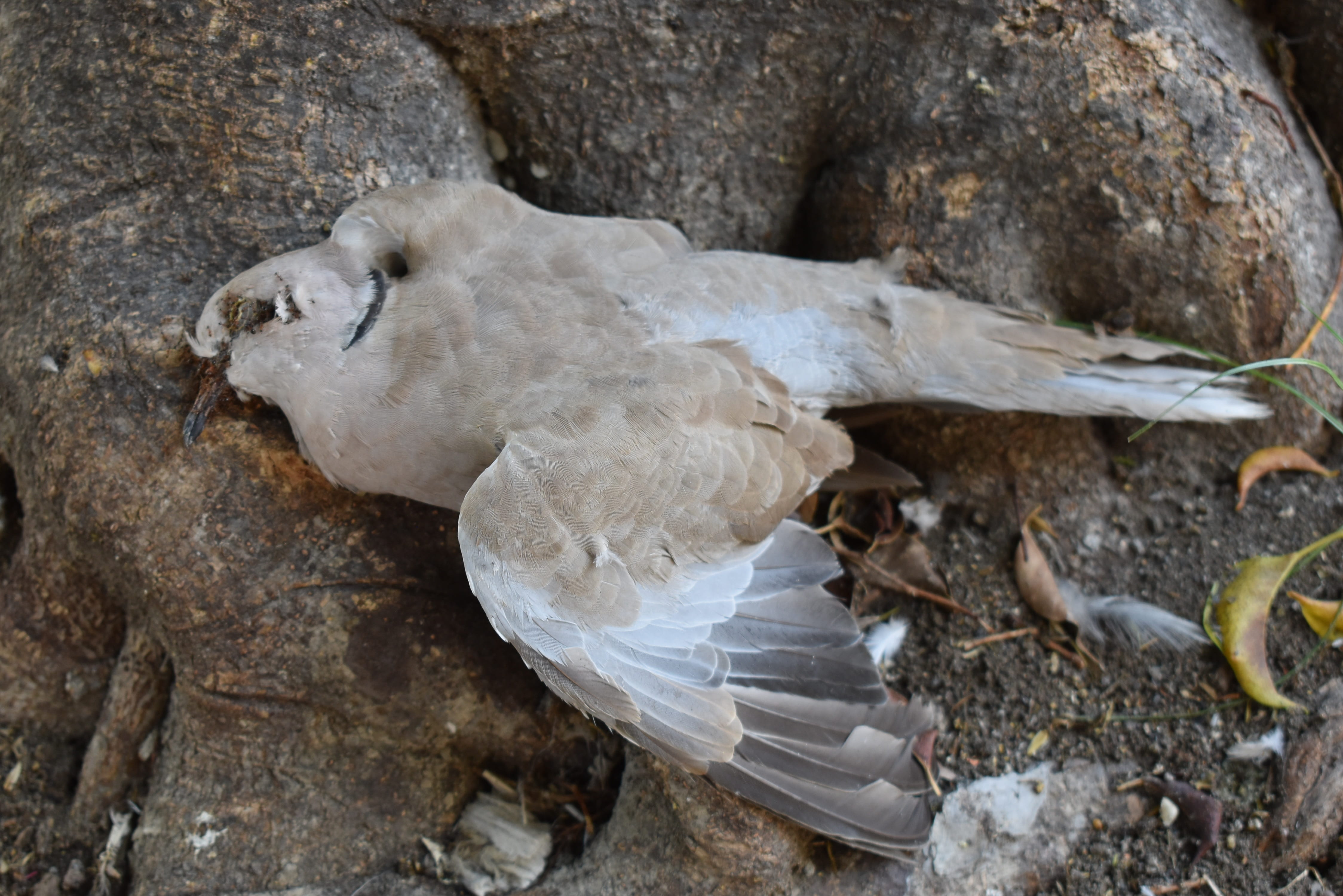 fly, animal wildlife, deceased, solid, high angle view, nature, transcendence, tree trunk, tree, animals in the wild, trunk, rock - object, no people, outdoors, HD Wallpaper
