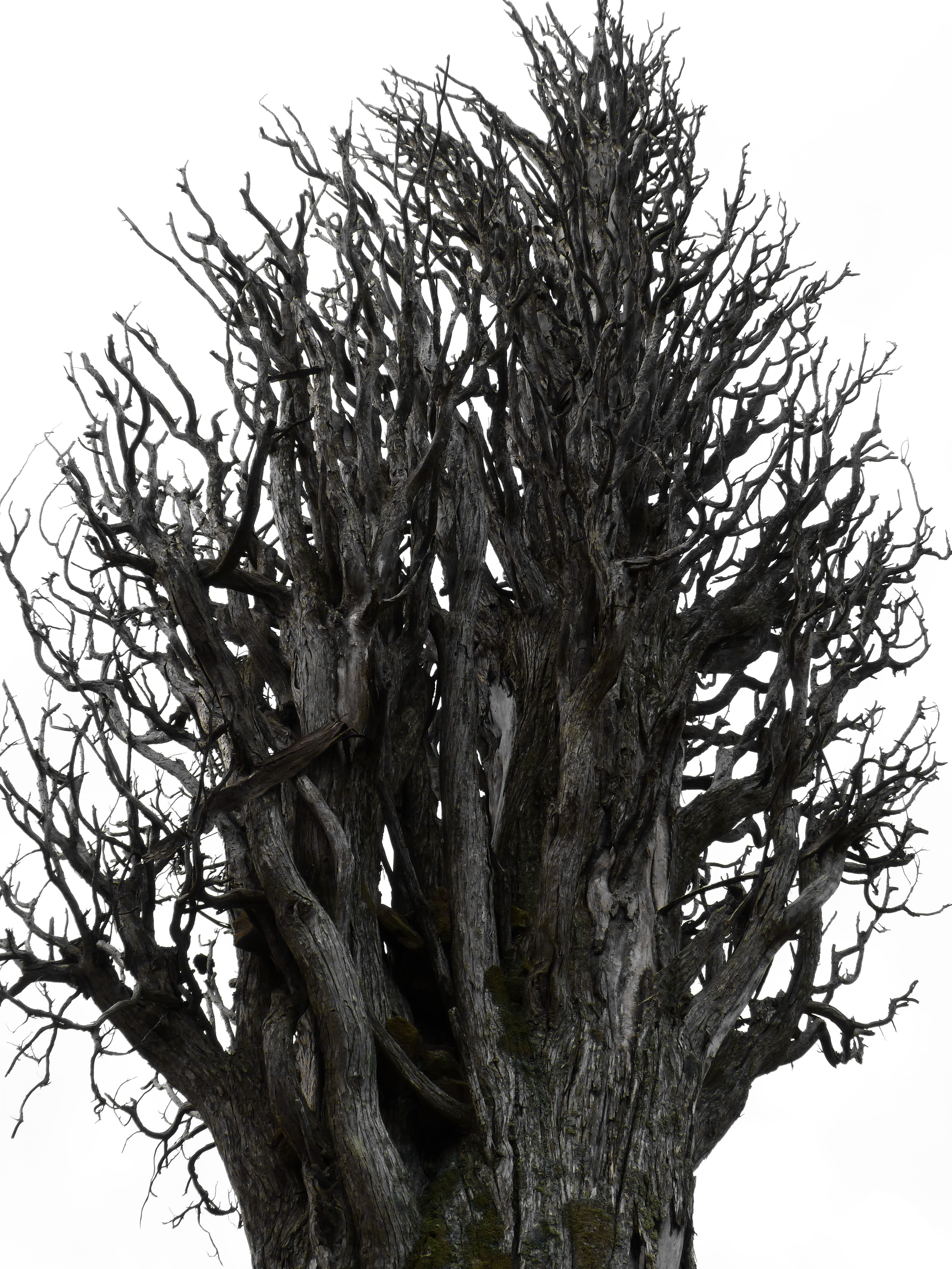 plant, no people, nature, close-up, tree trunk, trunk, bark, Dry Tree, beauty in nature, day, growth, Trunk, tree, transcendence, cold temperature, clear sky, Phone HD Wallpaper