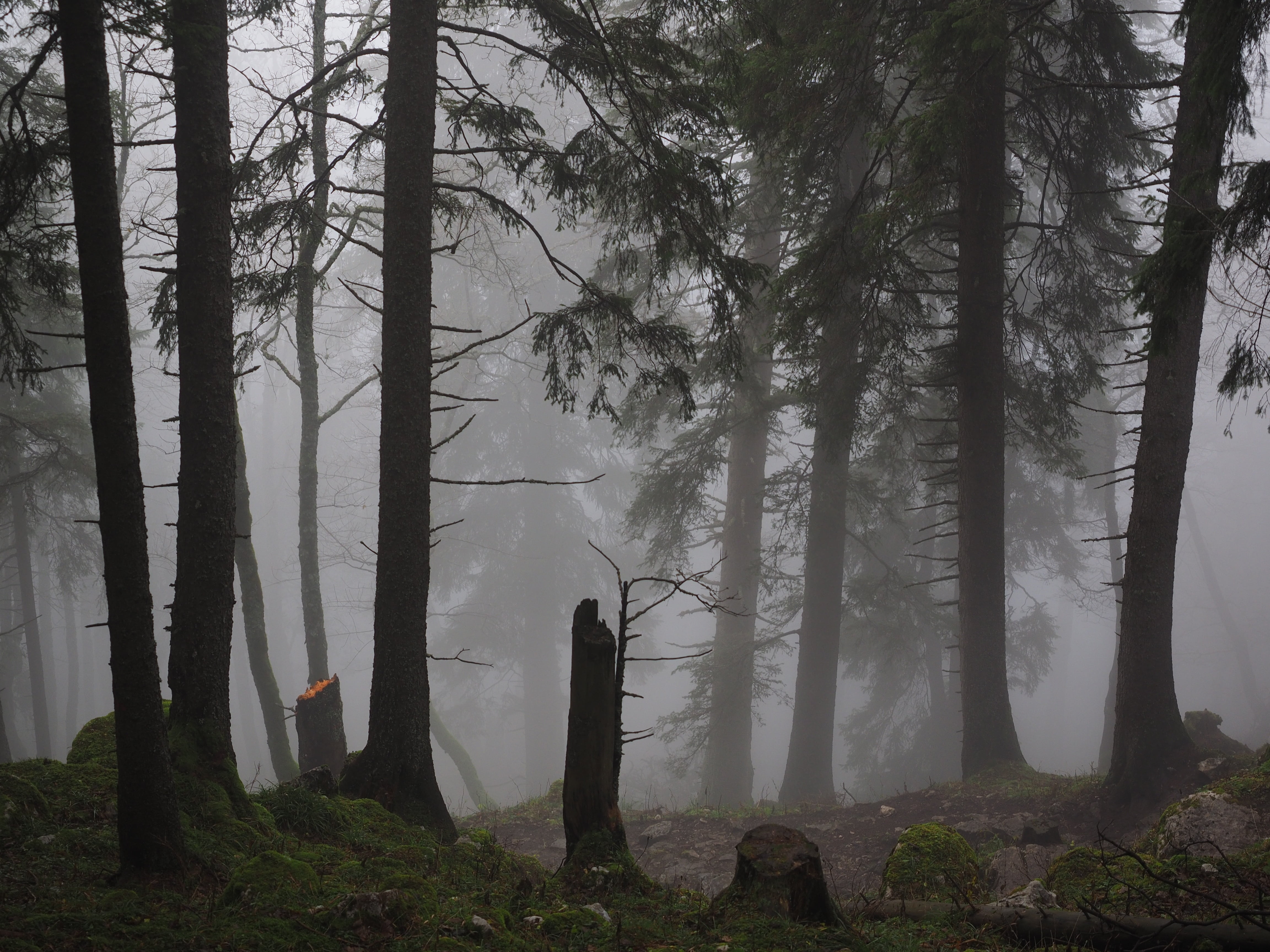 coniferous tree, creux du van, halloween, no people, tree, storm damage, noiraigue, tranquility, daytime, hazy, non-urban scene, tree trunks, idyllic, foggy, HD Wallpaper