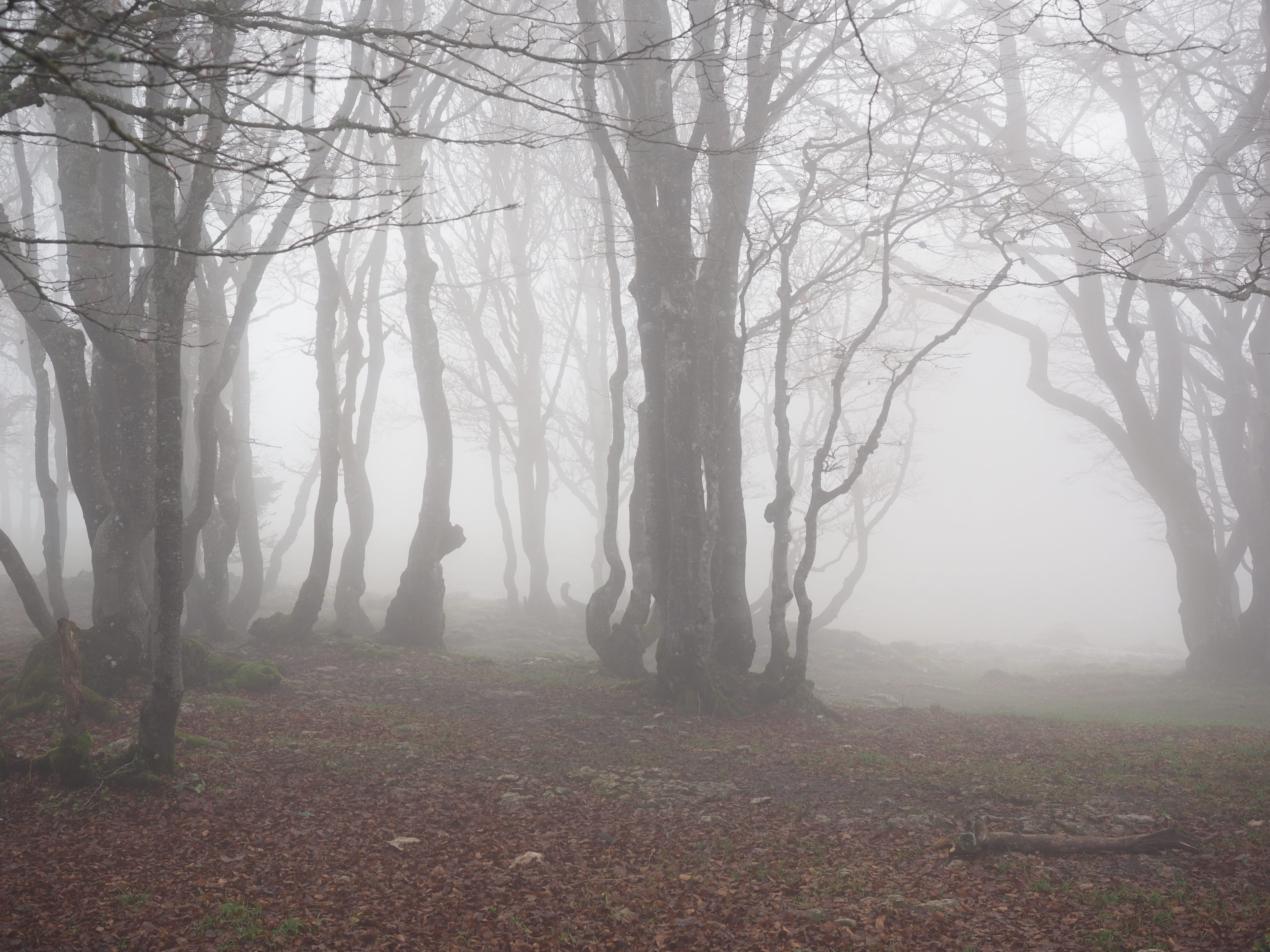 hazy, environment, noiraigue, leafless, haunting, mystical, woodland, trunk, leaves, fog, tranquil scene, book, beauty in nature, tree, swiss jura, tranquility, HD Wallpaper