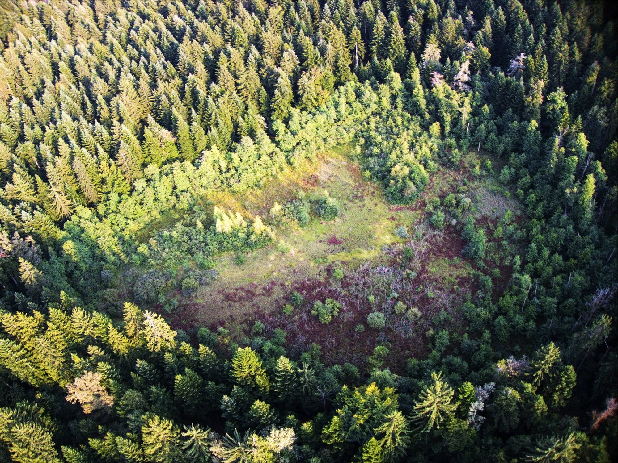 1080P, day, clearing, non-urban scene, tree, pine woodland, coniferous tree, land, scenics - nature, beauty in nature, outdoors, forest, sunlight, foliage, HD Wallpaper